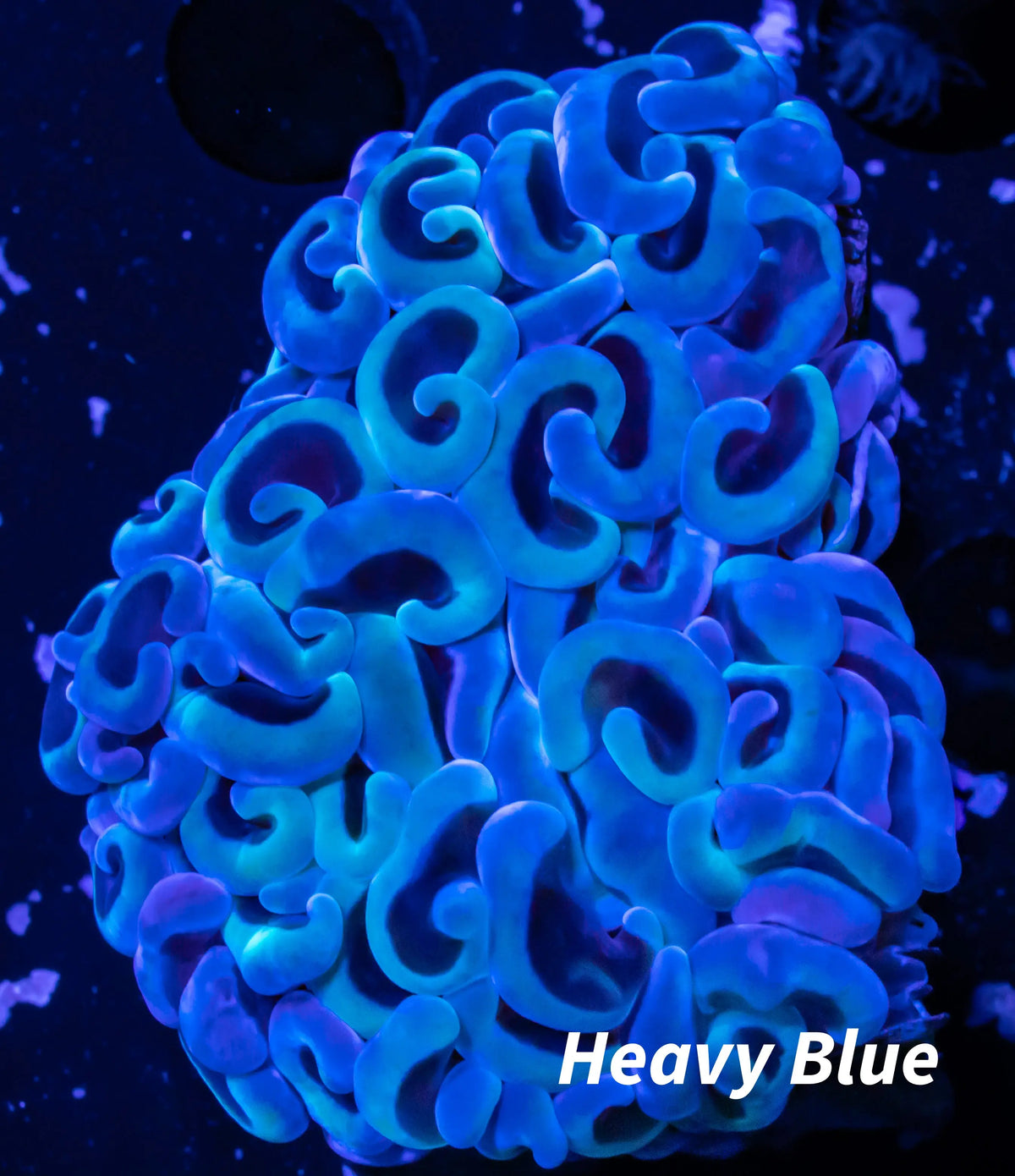 Euphyllia Ancora Coral- LPS Hammer WYSIWYG 5cm Euphyllia Ancora Coral- LPS Hammer WYSIWYG 5cm Aquarium Decor Euphyllia Ancora Coral- LPS Hammer WYSIWYG 5cm Zeo Box Reef