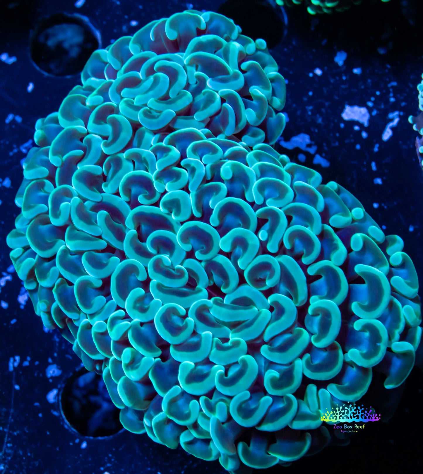 Euphyllia Ancora Coral- LPS Hammer WYSIWYG 7cm Euphyllia Ancora Coral- LPS Hammer WYSIWYG 7cm Aquarium Decor Euphyllia Ancora Coral- LPS Hammer WYSIWYG 7cm Zeo Box Reef