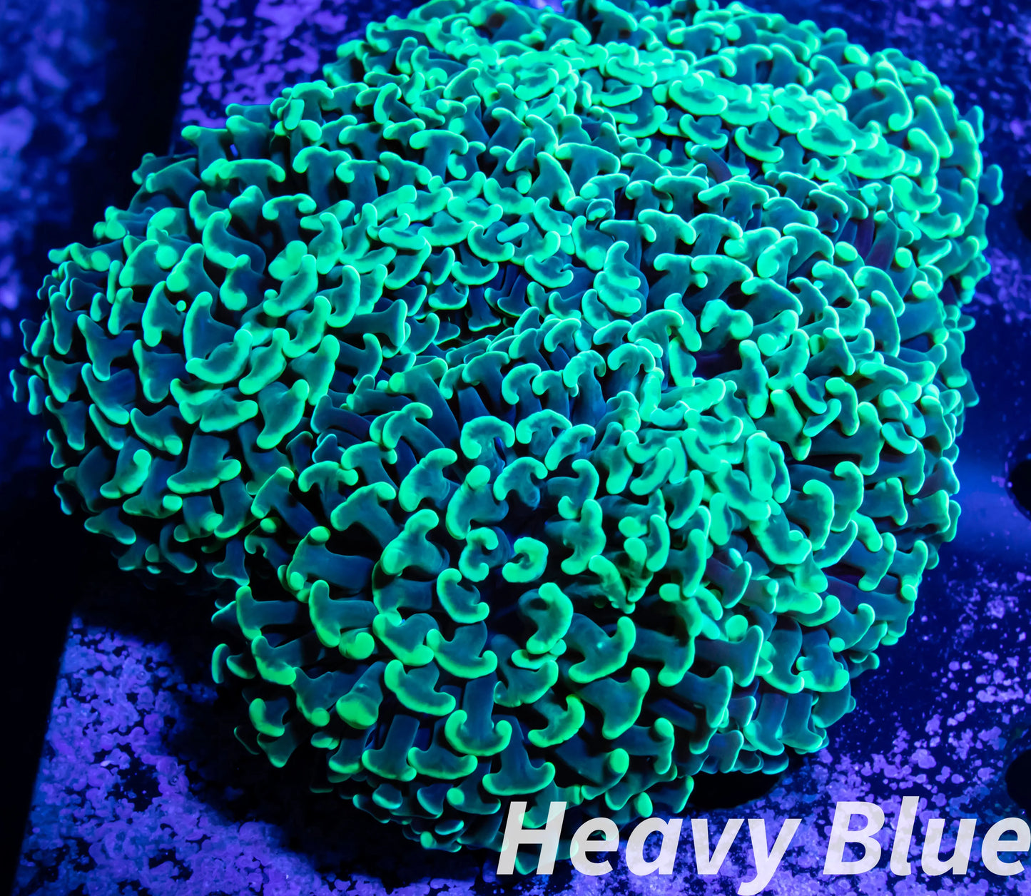 Euphyllia Ancora Coral- LPS Lime Green Hammer WYSIWYG 10cm Euphyllia Ancora Coral- LPS Lime Green Hammer WYSIWYG 10cm Aquarium Decor Euphyllia Ancora Coral- LPS Lime Green Hammer WYSIWYG 10cm Zeo Box Reef