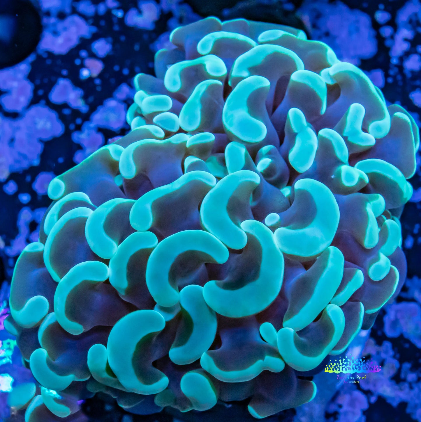Euphyllia Ancora Coral- LPS Mint Green Tip Hammer Hammer WYSIWYG 4cm Euphyllia Ancora Coral- LPS Mint Green Tip Hammer Hammer WYSIWYG 4cm Aquarium Decor Euphyllia Ancora Coral- LPS Mint Green Tip Hammer Hammer WYSIWYG 4cm Zeo Box Reef