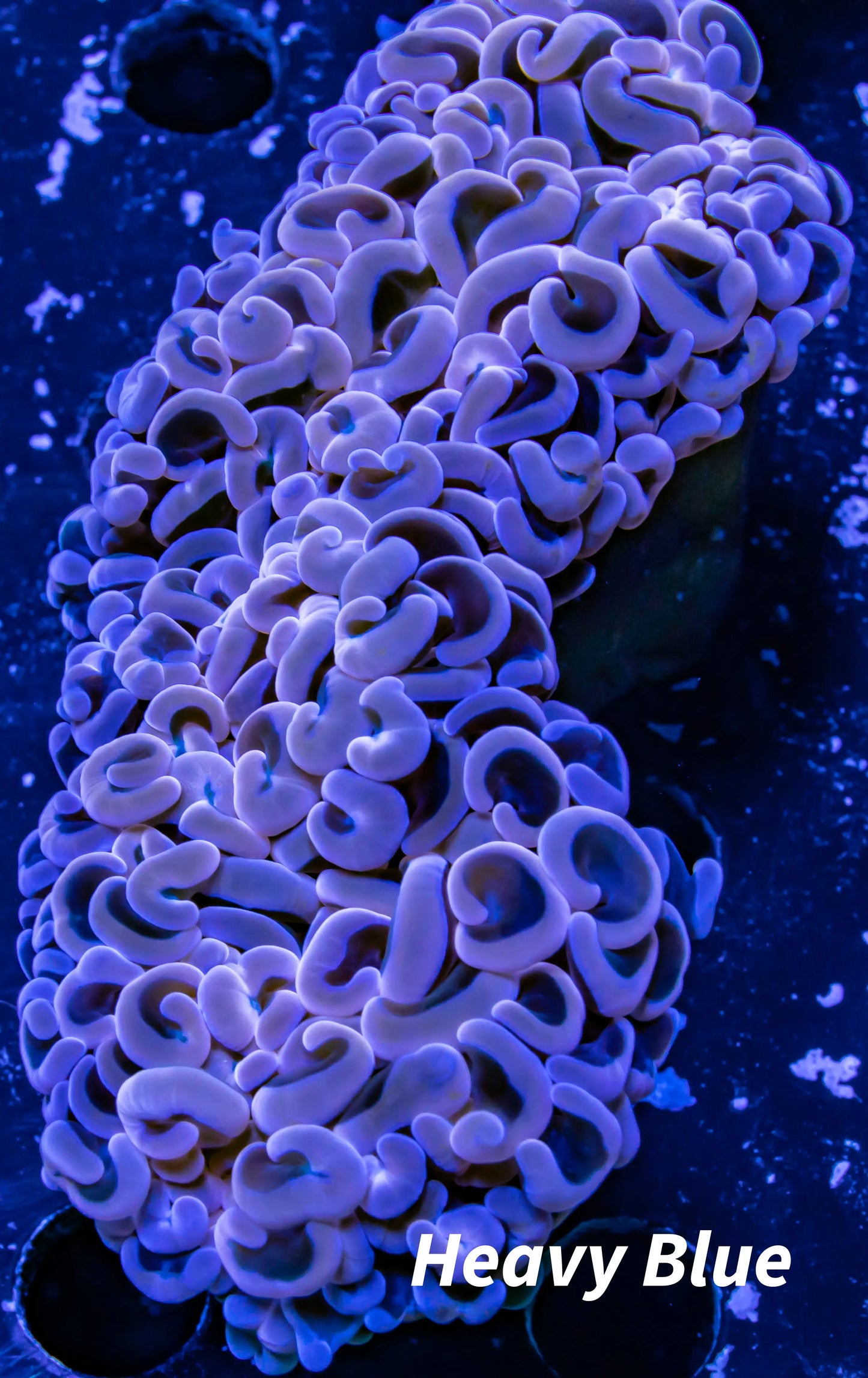 Euphyllia Ancora Coral- LPS Ultra Hammer WYSIWYG 9cm Euphyllia Ancora Coral- LPS Ultra Hammer WYSIWYG 9cm Aquarium Decor Euphyllia Ancora Coral- LPS Ultra Hammer WYSIWYG 9cm Zeo Box Reef