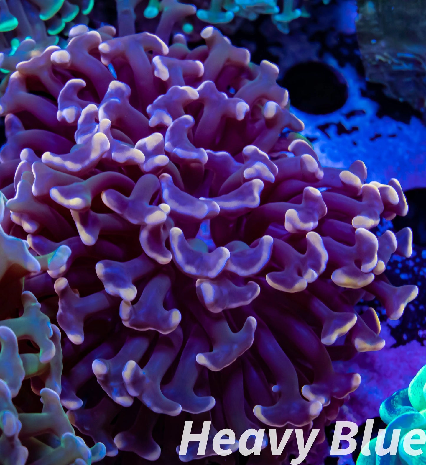 Euphyllia Ancora Coral- LPS WA Orange Hammer WYSIWYG 5cm Euphyllia Ancora Coral- LPS WA Orange Hammer WYSIWYG 5cm Aquarium Decor Euphyllia Ancora Coral- LPS WA Orange Hammer WYSIWYG 5cm Zeo Box Reef