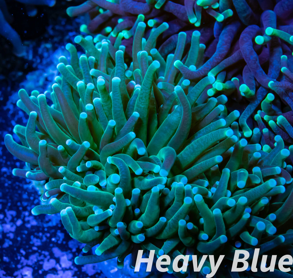 Euphyllia Coral- LPS- WYSIWYG Torch Coral 8cm Euphyllia Coral- LPS- WYSIWYG Torch Coral 8cm LPS Euphyllia Coral- LPS- WYSIWYG Torch Coral 8cm Zeo Box Reef