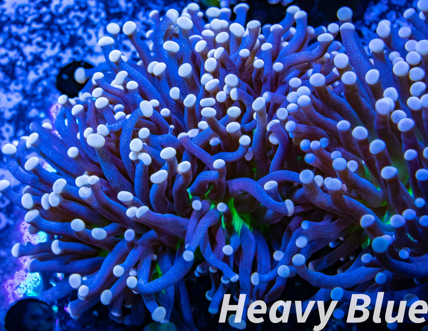 Euphyllia Coral- LPS- WYSIWYG Torch Coral 8cm Euphyllia Coral- LPS- WYSIWYG Torch Coral 8cm LPS Euphyllia Coral- LPS- WYSIWYG Torch Coral 8cm Zeo Box Reef