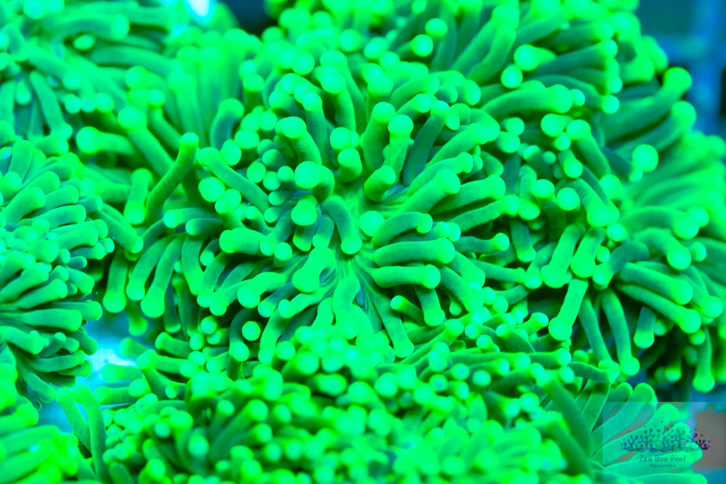 Euphyllia Coral- LPS- Incredible Hulk ☢ Torch Coral Euphyllia Coral- LPS- Incredible Hulk ☢ Torch Coral LPS Euphyllia Coral- LPS- Incredible Hulk ☢ Torch Coral Zeo Box Reef