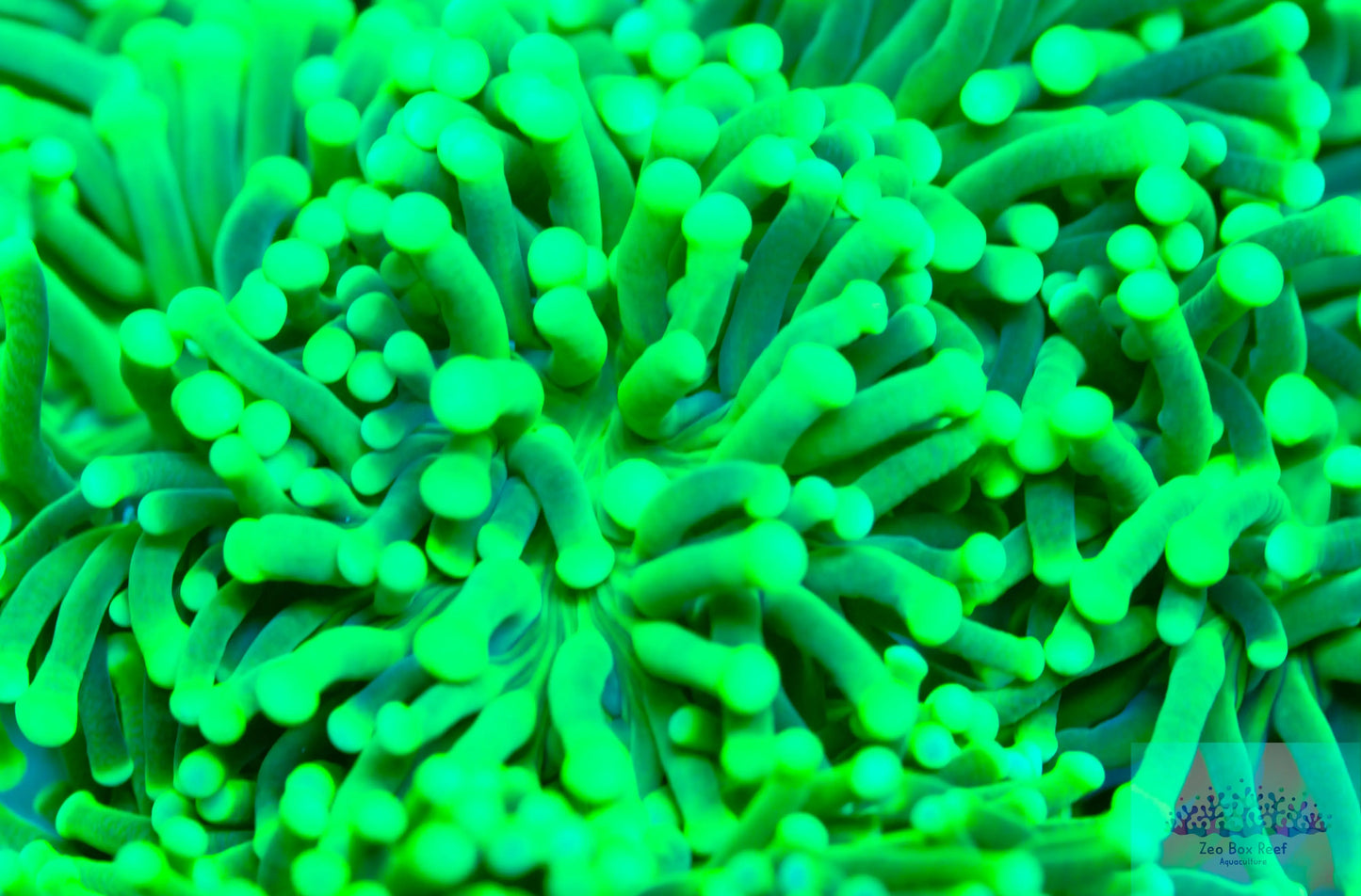 Euphyllia Coral- LPS- Incredible Hulk ☢ Torch Coral Euphyllia Coral- LPS- Incredible Hulk ☢ Torch Coral LPS Euphyllia Coral- LPS- Incredible Hulk ☢ Torch Coral Zeo Box Reef