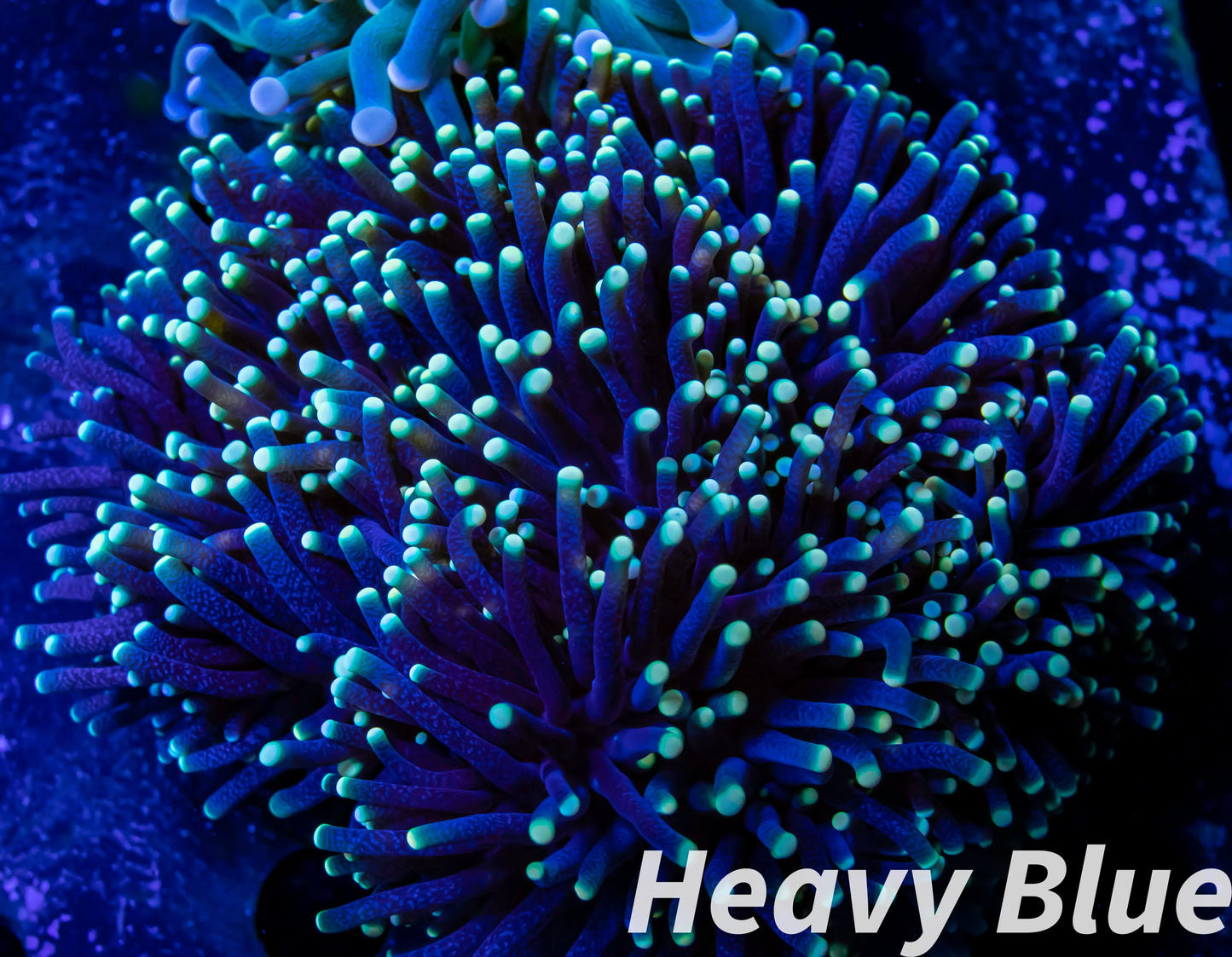 Euphyllia Coral- LPS- Yellow Tip RASTA Torch Coral WYSIWYG 8cm Euphyllia Coral- LPS- Yellow Tip RASTA Torch Coral WYSIWYG 8cm Hobbies & Creative Arts Euphyllia Coral- LPS- Yellow Tip RASTA Torch Coral WYSIWYG 8cm Zeo Box Reef Aquaculture