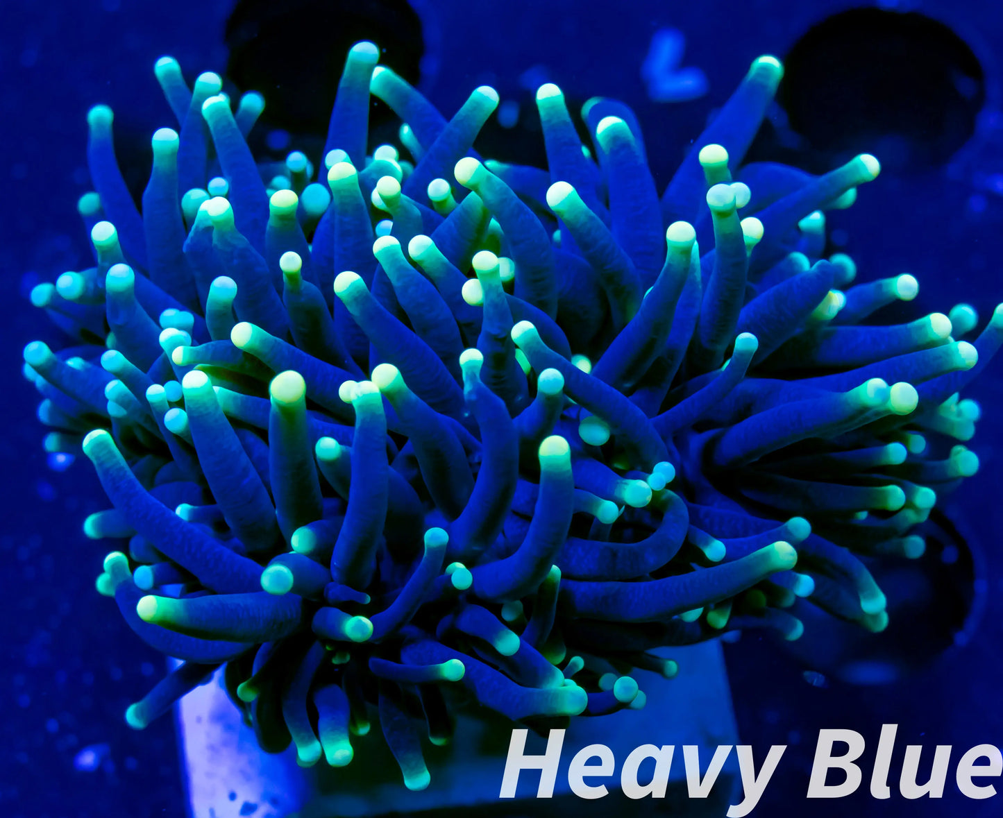 Euphyllia Coral- LPS- Yellow Tip RASTA Torch Coral Euphyllia Coral- LPS- Yellow Tip RASTA Torch Coral Hobbies & Creative Arts Euphyllia Coral- LPS- Yellow Tip RASTA Torch Coral Zeo Box Reef Aquaculture