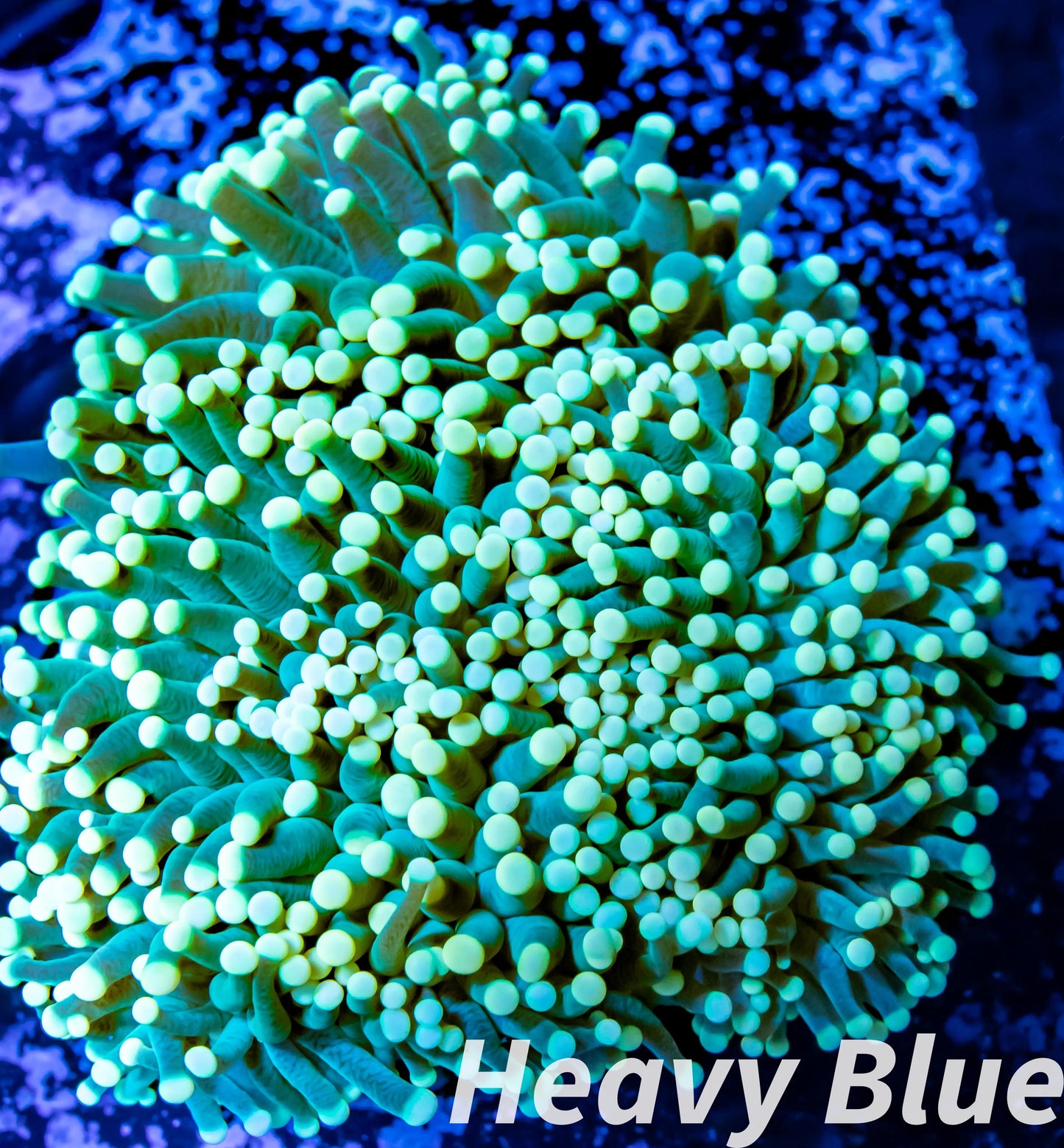 Euphyllia Glabrescens Coral- LPS- WYSIWYG Torch Coral 8cm Euphyllia Glabrescens Coral- LPS- WYSIWYG Torch Coral 8cm LPS Euphyllia Glabrescens Coral- LPS- WYSIWYG Torch Coral 8cm Zeo Box Reef
