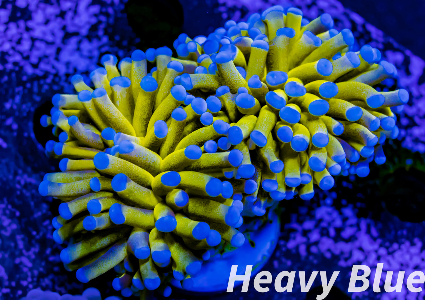 Euphyllia Glabrescens Coral- LPS- Blue Tip 24K Gold Torch Coral 8cm WYSIWYG Euphyllia Glabrescens Coral- LPS- Blue Tip 24K Gold Torch Coral 8cm WYSIWYG LPS Euphyllia Glabrescens Coral- LPS- Blue Tip 24K Gold Torch Coral 8cm WYSIWYG Zeo Box Reef