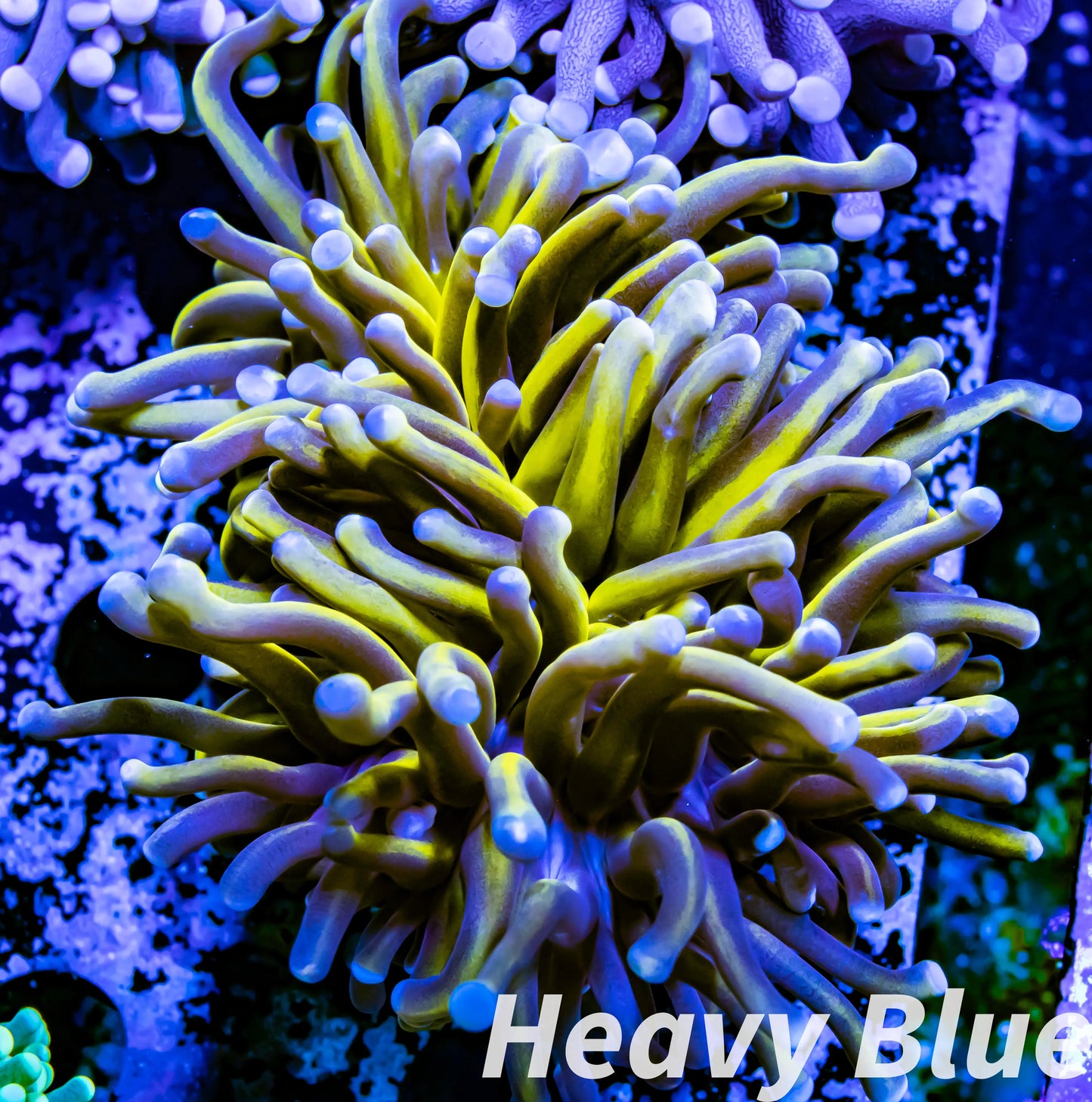 Euphyllia Glabrescens Coral- LPS- NY Knicks Gold Torch Coral 7cm WYSIWYG Euphyllia Glabrescens Coral- LPS- NY Knicks Gold Torch Coral 7cm WYSIWYG LPS Euphyllia Glabrescens Coral- LPS- NY Knicks Gold Torch Coral 7cm WYSIWYG Zeo Box Reef