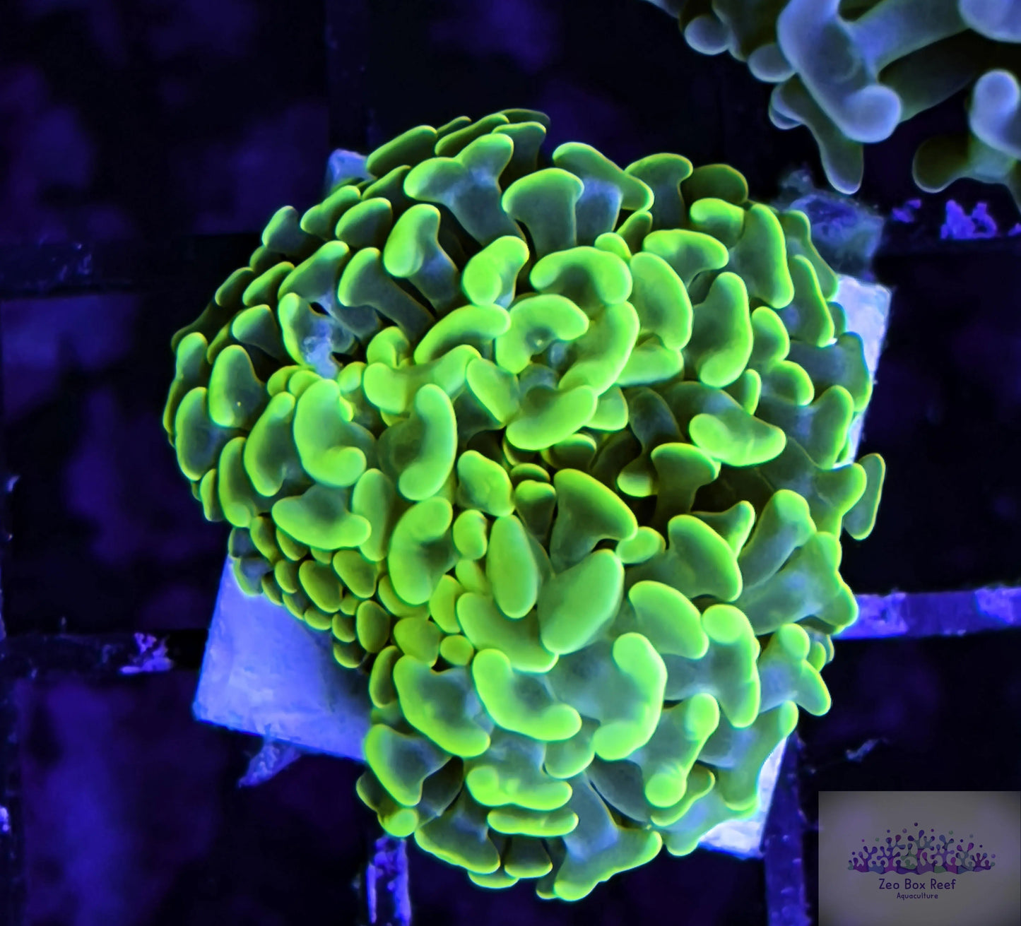 Euphyllia ancora Coral- LPS - Ultra Toxic Green Hammer Euphyllia ancora Coral- LPS - Ultra Toxic Green Hammer Euphyllia ancora Coral- LPS - Ultra Toxic Green Hammer Zeo Box Reef