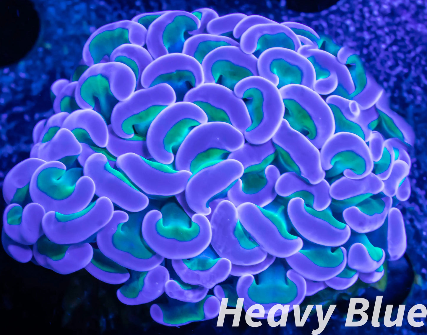 Euphyllia ancora Coral- LPS Hammer coral WYSIWYG 4cm Euphyllia ancora Coral- LPS Hammer coral WYSIWYG 4cm Art & Crafting Materials Euphyllia ancora Coral- LPS Hammer coral WYSIWYG 4cm Zeo Box Reef