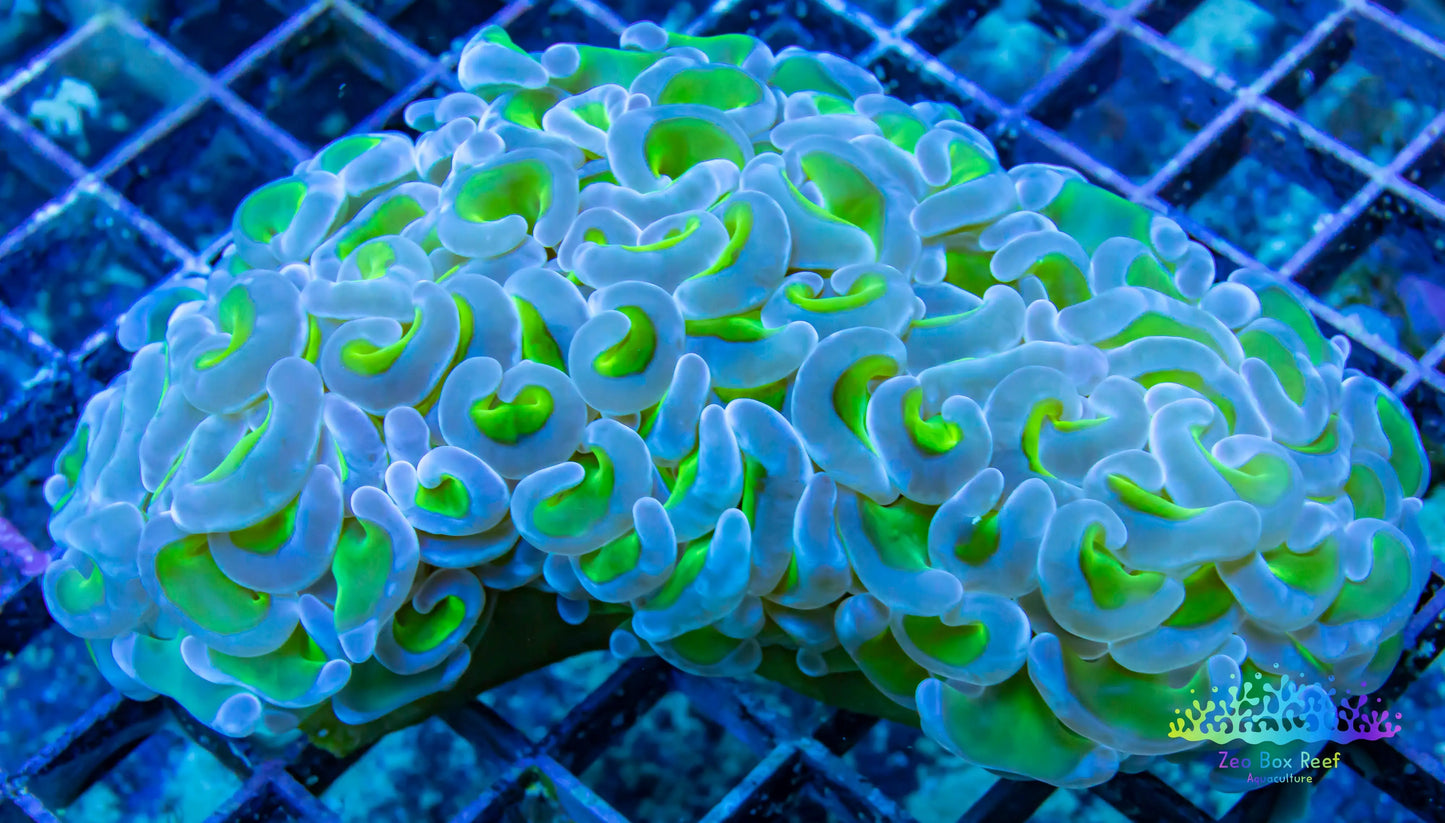 Euphyllia ancora Coral- LPS Ultra Reverse Hammer 9cm WYSIWYG Euphyllia ancora Coral- LPS Ultra Reverse Hammer 9cm WYSIWYG Home & Garden Euphyllia ancora Coral- LPS Ultra Reverse Hammer 9cm WYSIWYG Zeo Box Reef