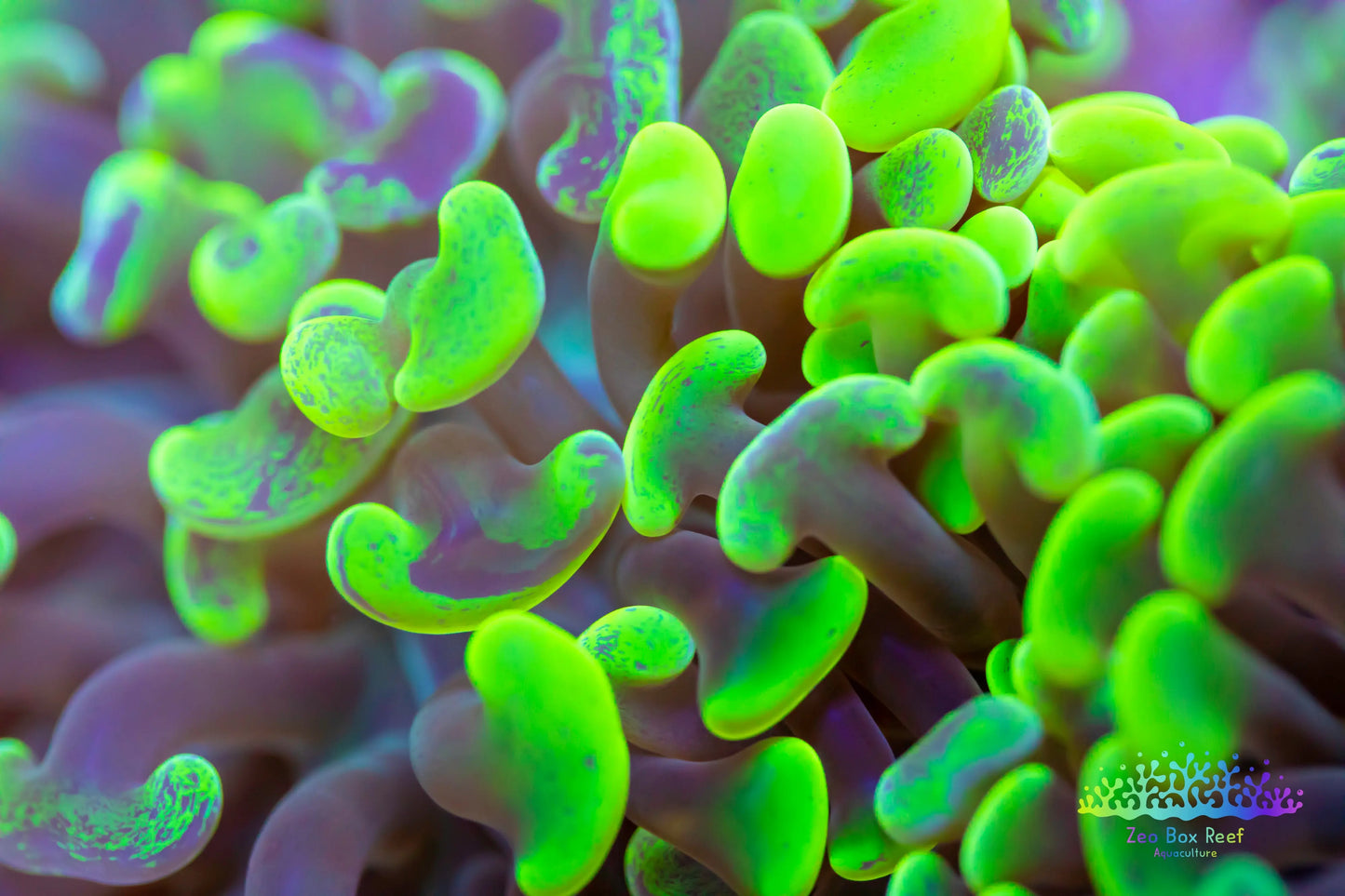 Euphyllia ancora Coral- LPS Ultra Toxic Green Mottled Hammer WYSIWYG Euphyllia ancora Coral- LPS Ultra Toxic Green Mottled Hammer WYSIWYG Euphyllia ancora Coral- LPS Ultra Toxic Green Mottled Hammer WYSIWYG Zeo Box Reef