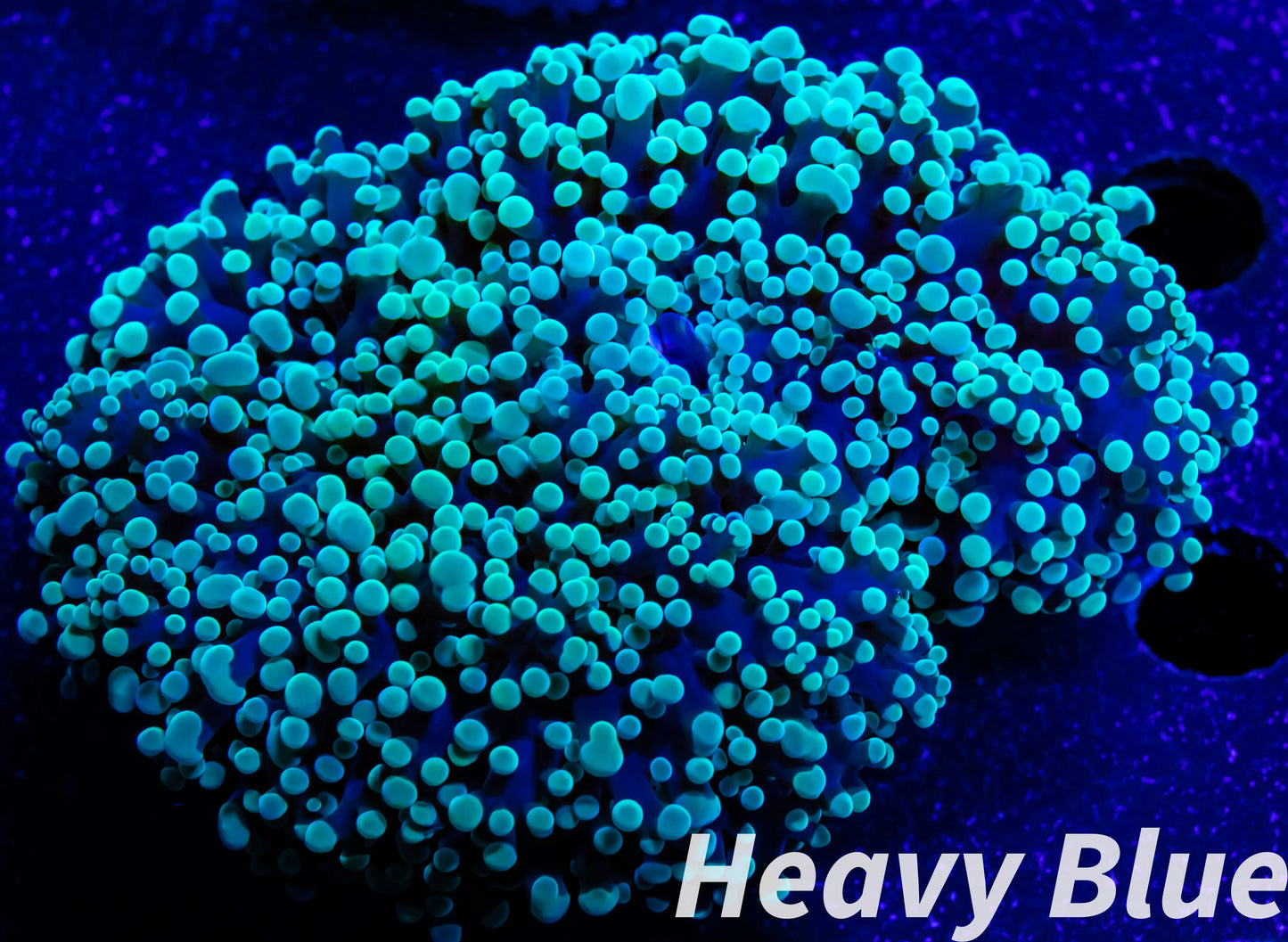 Euphyllia divsia Coral - LPS- Mint Tip FrogSpawn Coral WYSIWYG 8cm Euphyllia divsia Coral - LPS- Mint Tip FrogSpawn Coral WYSIWYG 8cm LPS Euphyllia divsia Coral - LPS- Mint Tip FrogSpawn Coral WYSIWYG 8cm Zeo Box Reef