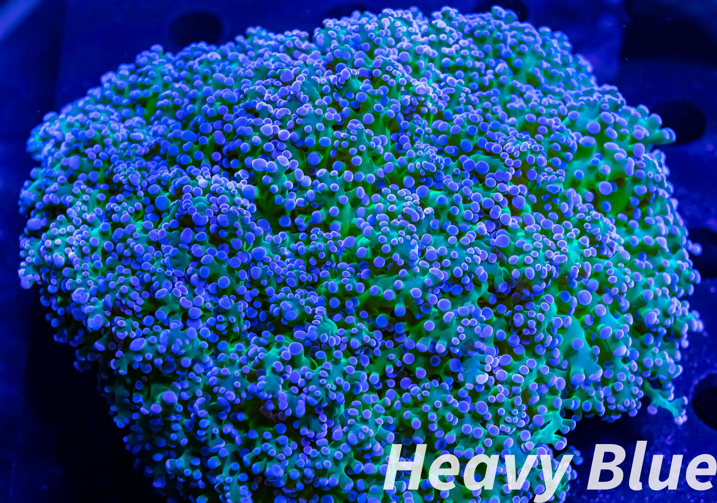 Euphyllia divsia Coral - LPS- Reverse Toxic Green Stem FrogSpawn Coral WYSIWYG 12cm Euphyllia divsia Coral - LPS- Reverse Toxic Green Stem FrogSpawn Coral WYSIWYG 12cm LPS Euphyllia divsia Coral - LPS- Reverse Toxic Green Stem FrogSpawn Coral WYSIWYG 12cm Zeo Box Reef