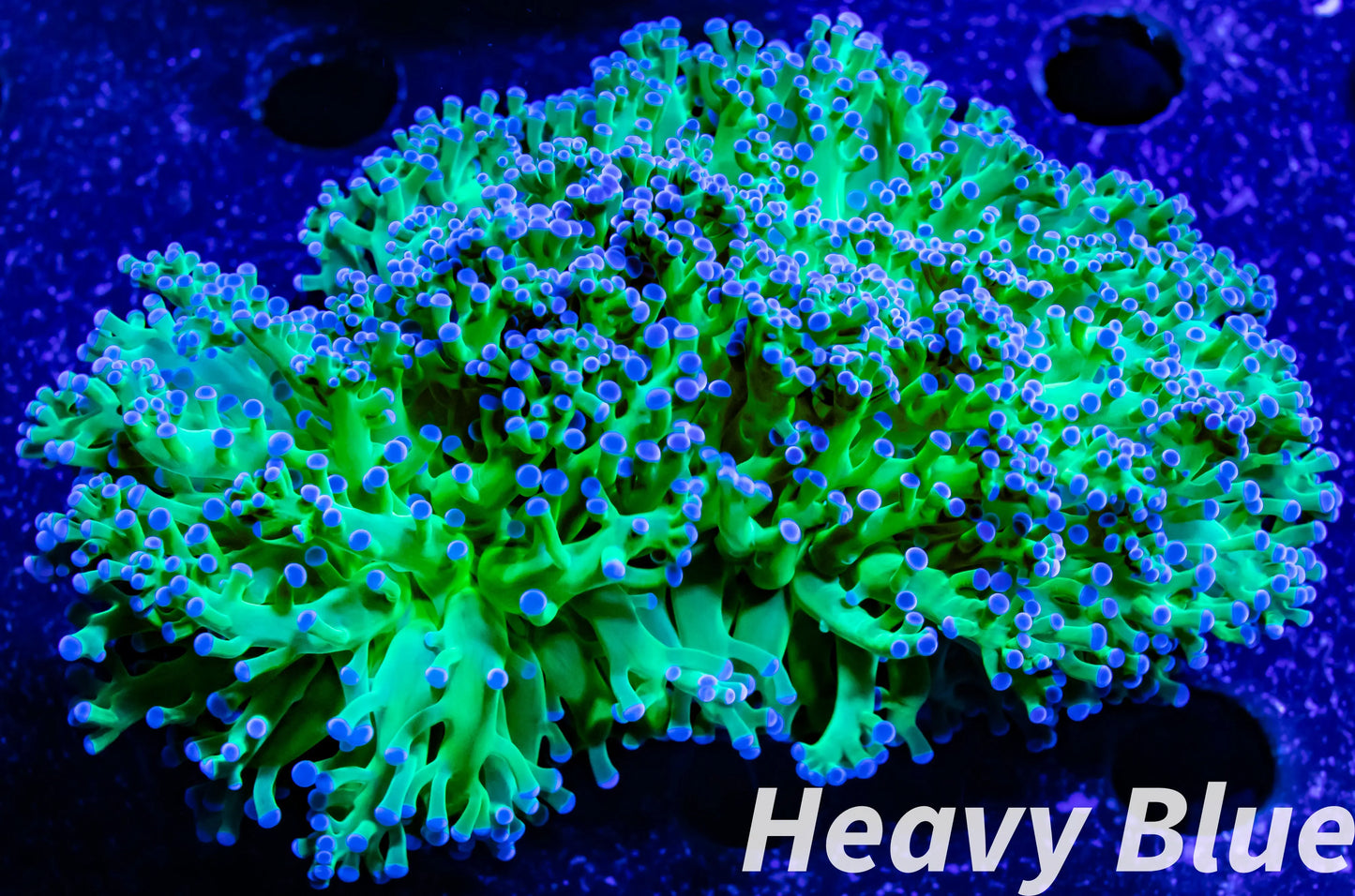 Euphyllia divsia Coral - LPS- Reverse Toxic Green Stem FrogSpawn Coral WYSIWYG 8cm Euphyllia divsia Coral - LPS- Reverse Toxic Green Stem FrogSpawn Coral WYSIWYG 8cm LPS Euphyllia divsia Coral - LPS- Reverse Toxic Green Stem FrogSpawn Coral WYSIWYG 8cm Zeo Box Reef