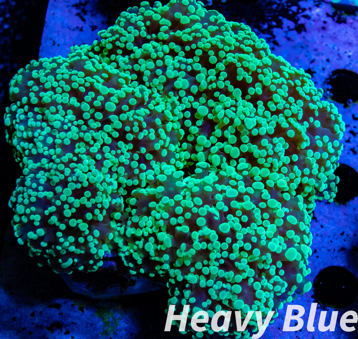 Euphyllia divsia Coral - LPS- Toxic Green FrogSpawn Coral WYSIWYG 10cm Euphyllia divsia Coral - LPS- Toxic Green FrogSpawn Coral WYSIWYG 10cm LPS Euphyllia divsia Coral - LPS- Toxic Green FrogSpawn Coral WYSIWYG 10cm Zeo Box Reef
