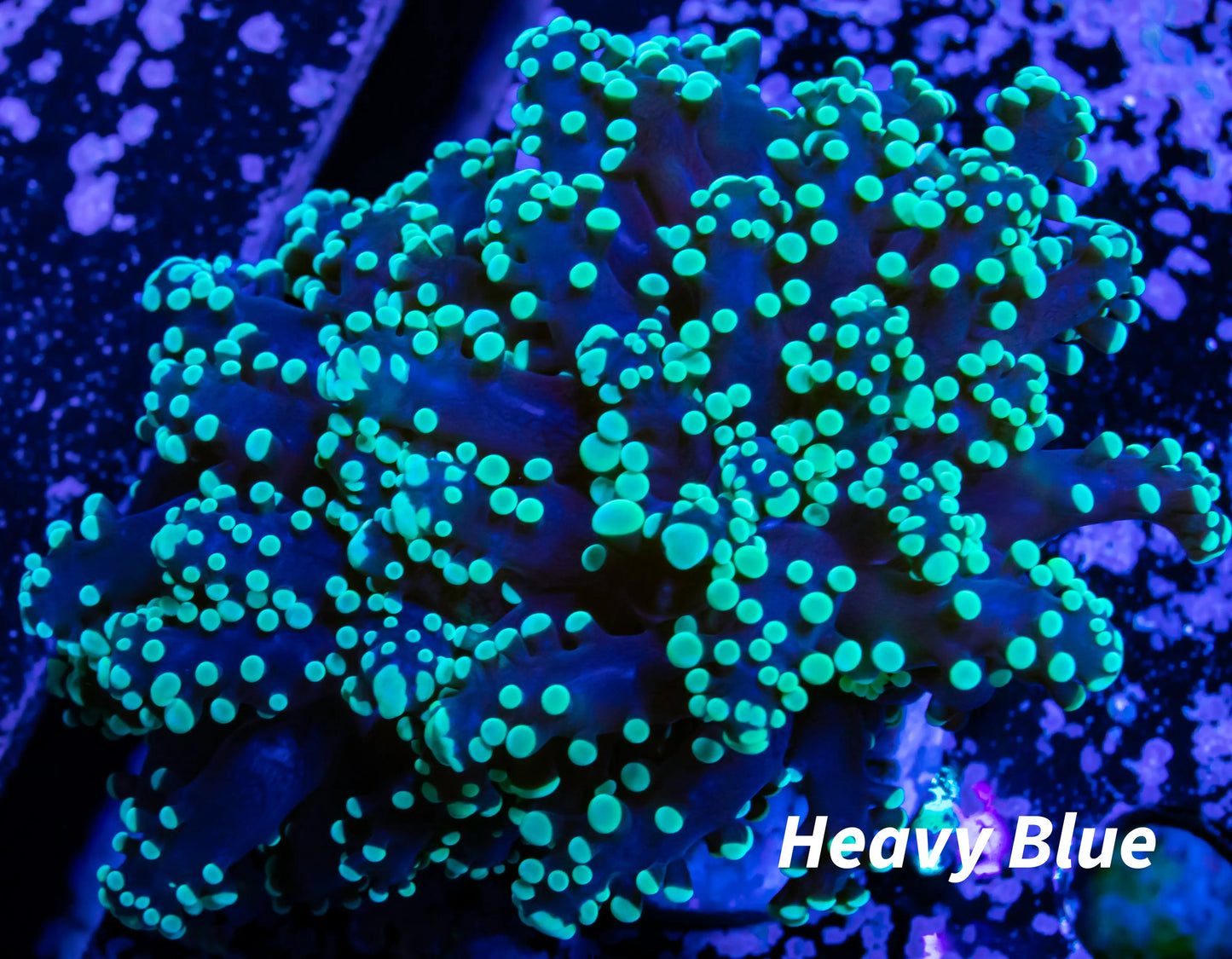 Euphyllia divsia Coral - LPS- Toxic Green FrogSpawn Coral WYSIWYG 4cm Euphyllia divsia Coral - LPS- Toxic Green FrogSpawn Coral WYSIWYG 4cm LPS Euphyllia divsia Coral - LPS- Toxic Green FrogSpawn Coral WYSIWYG 4cm Zeo Box Reef