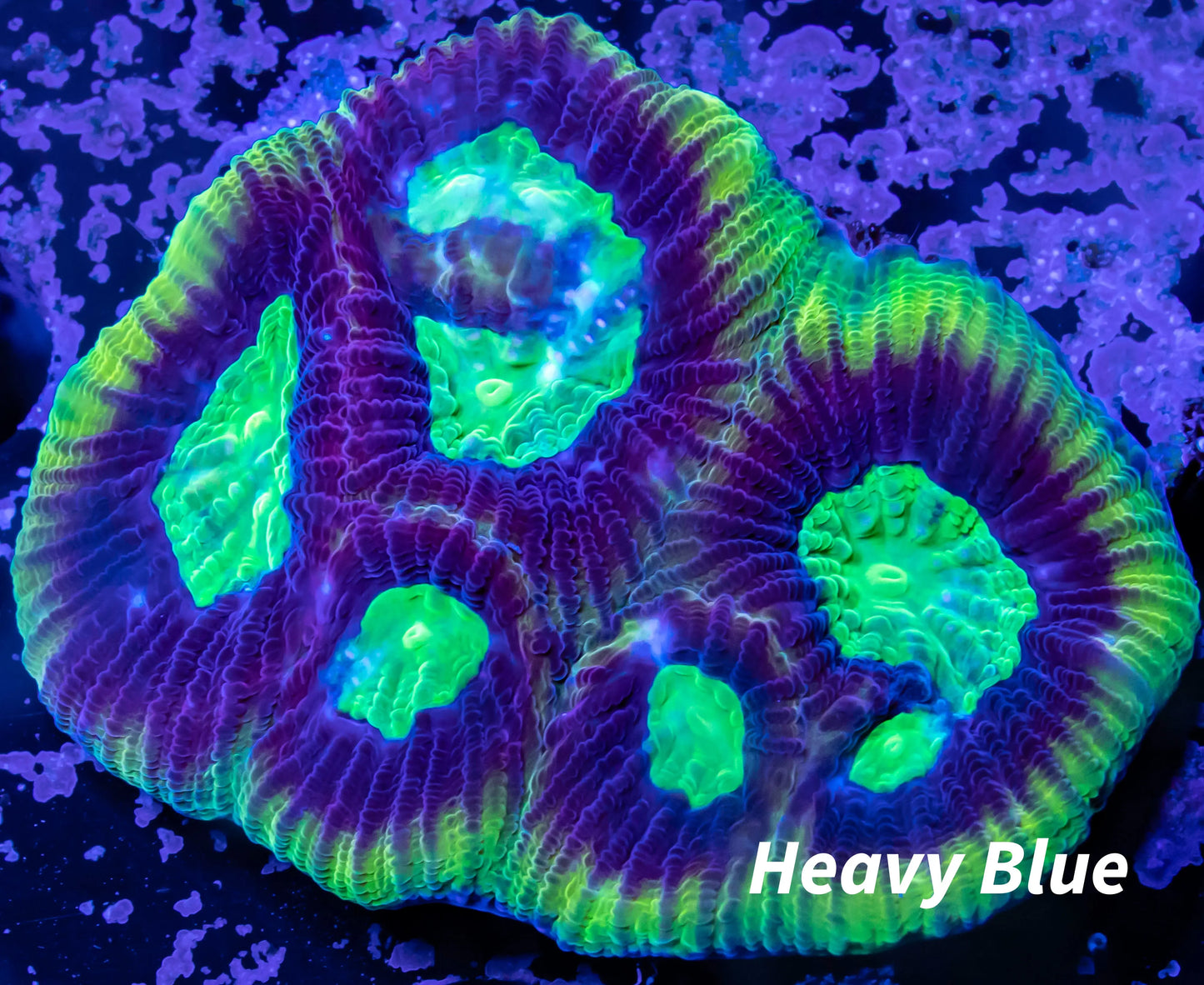 Favia Coral- Dragon Soul Favia 5cm Favia Coral- Dragon Soul Favia 5cm Aquarium Decor Favia Coral- Dragon Soul Favia 5cm Zeo Box Reef