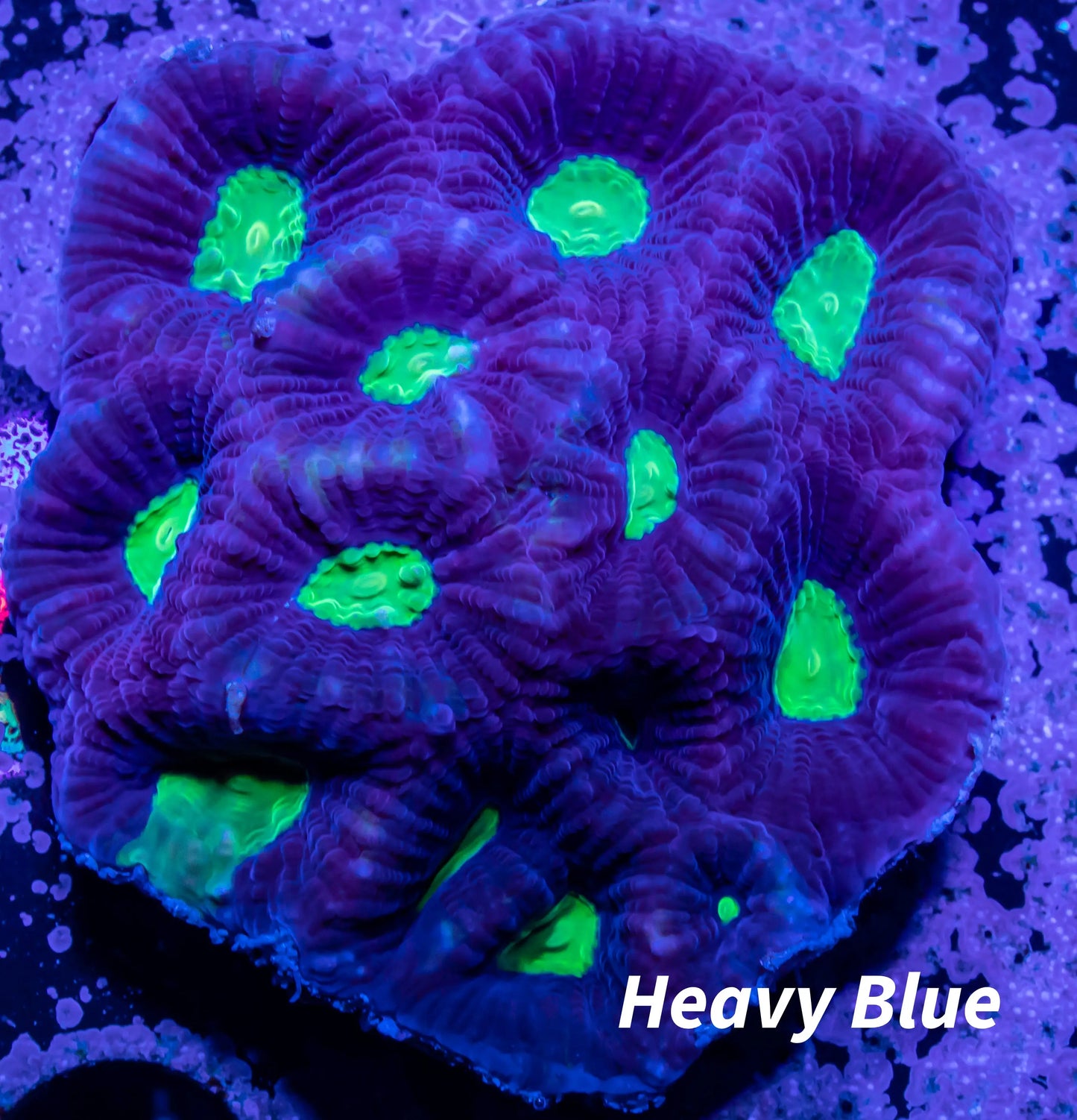 Favia Coral- Dragon Soul Favia 6cm Favia Coral- Dragon Soul Favia 6cm Aquarium Decor Favia Coral- Dragon Soul Favia 6cm Zeo Box Reef