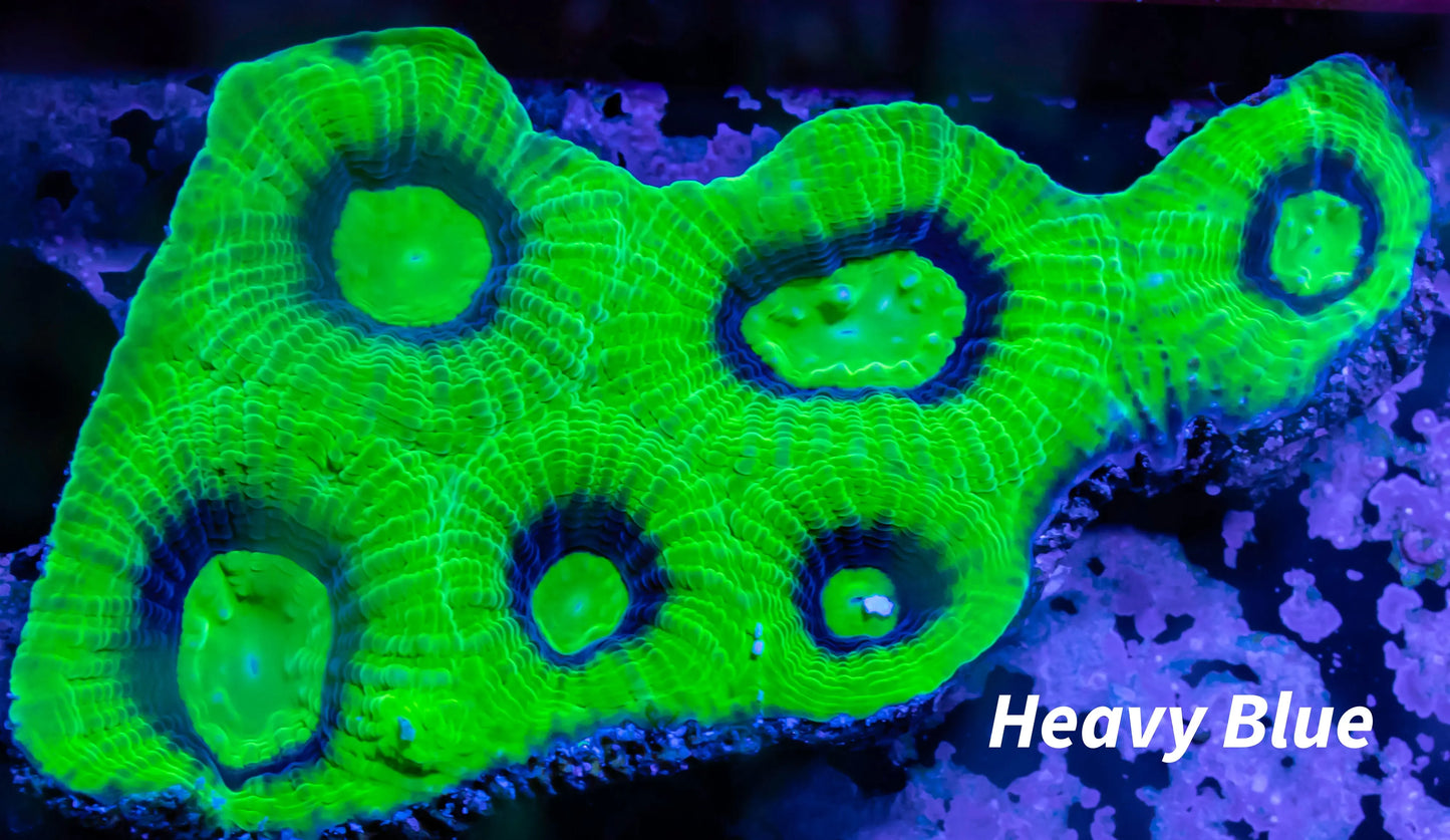 Favia Coral- Dragon Soul Favia 7cm WYSIWYG Favia Coral- Dragon Soul Favia 7cm WYSIWYG Aquarium Decor Favia Coral- Dragon Soul Favia 7cm WYSIWYG Zeo Box Reef