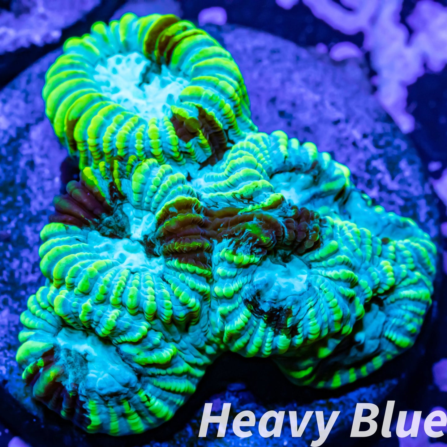 Favia Coral- LPS- Favia Frag WYSIWYG Favia Coral- LPS- Favia Frag WYSIWYG Aquarium Decor Favia Coral- LPS- Favia Frag WYSIWYG Zeo Box Reef