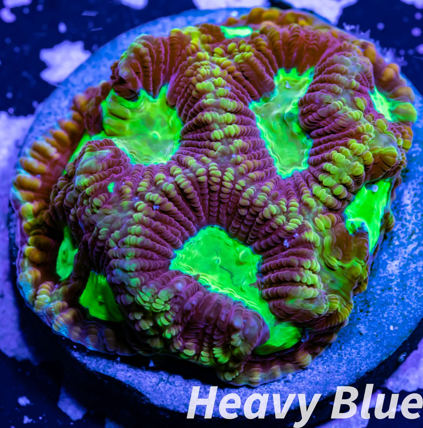 Favia Coral- LPS- Dragon Soul Favia Frag Favia Coral- LPS- Dragon Soul Favia Frag Aquarium Decor Favia Coral- LPS- Dragon Soul Favia Frag Zeo Box Reef