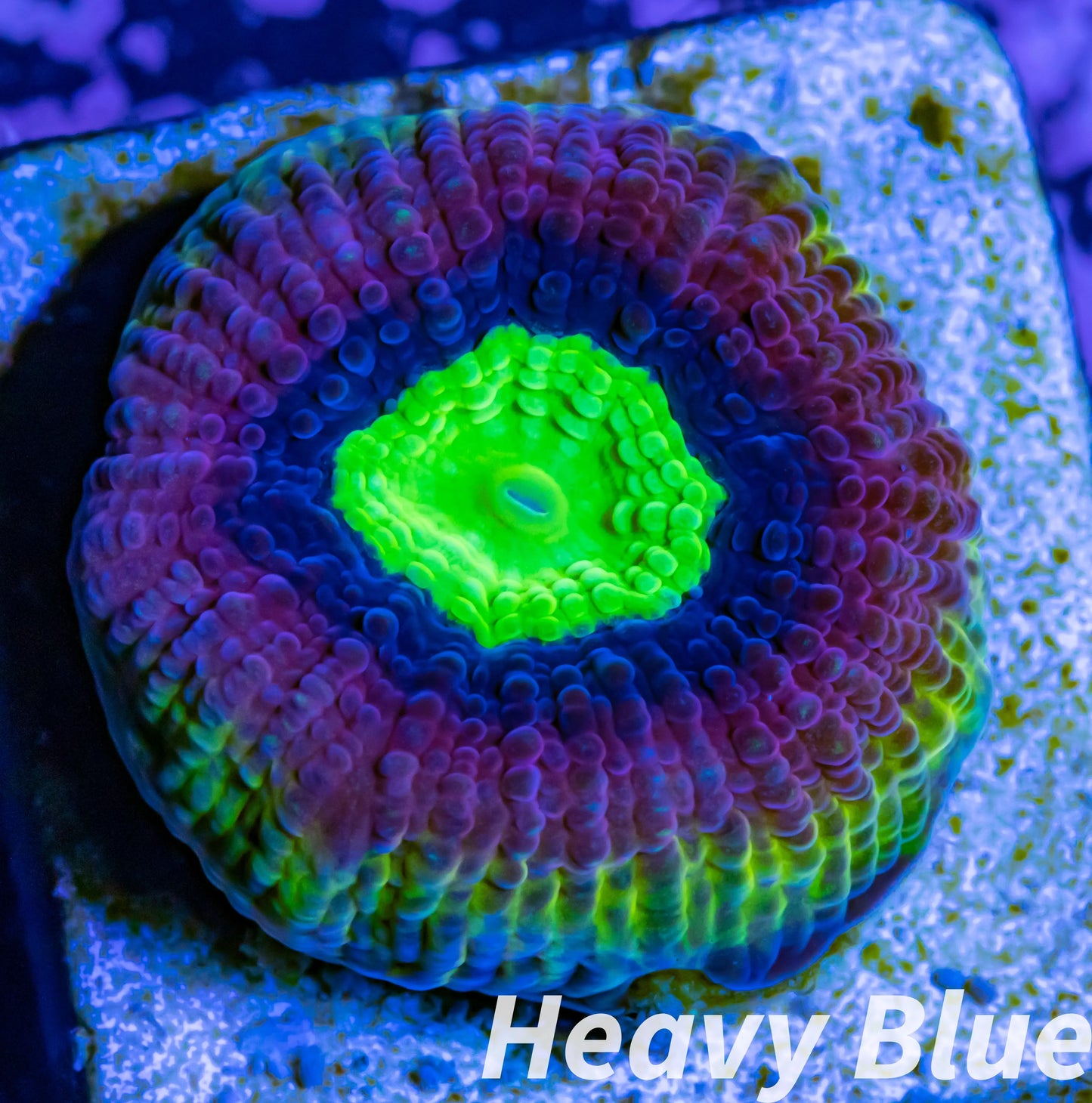 Favia Coral- LPS- Dragon Soul Favia Frag Favia Coral- LPS- Dragon Soul Favia Frag Aquarium Decor Favia Coral- LPS- Dragon Soul Favia Frag Zeo Box Reef