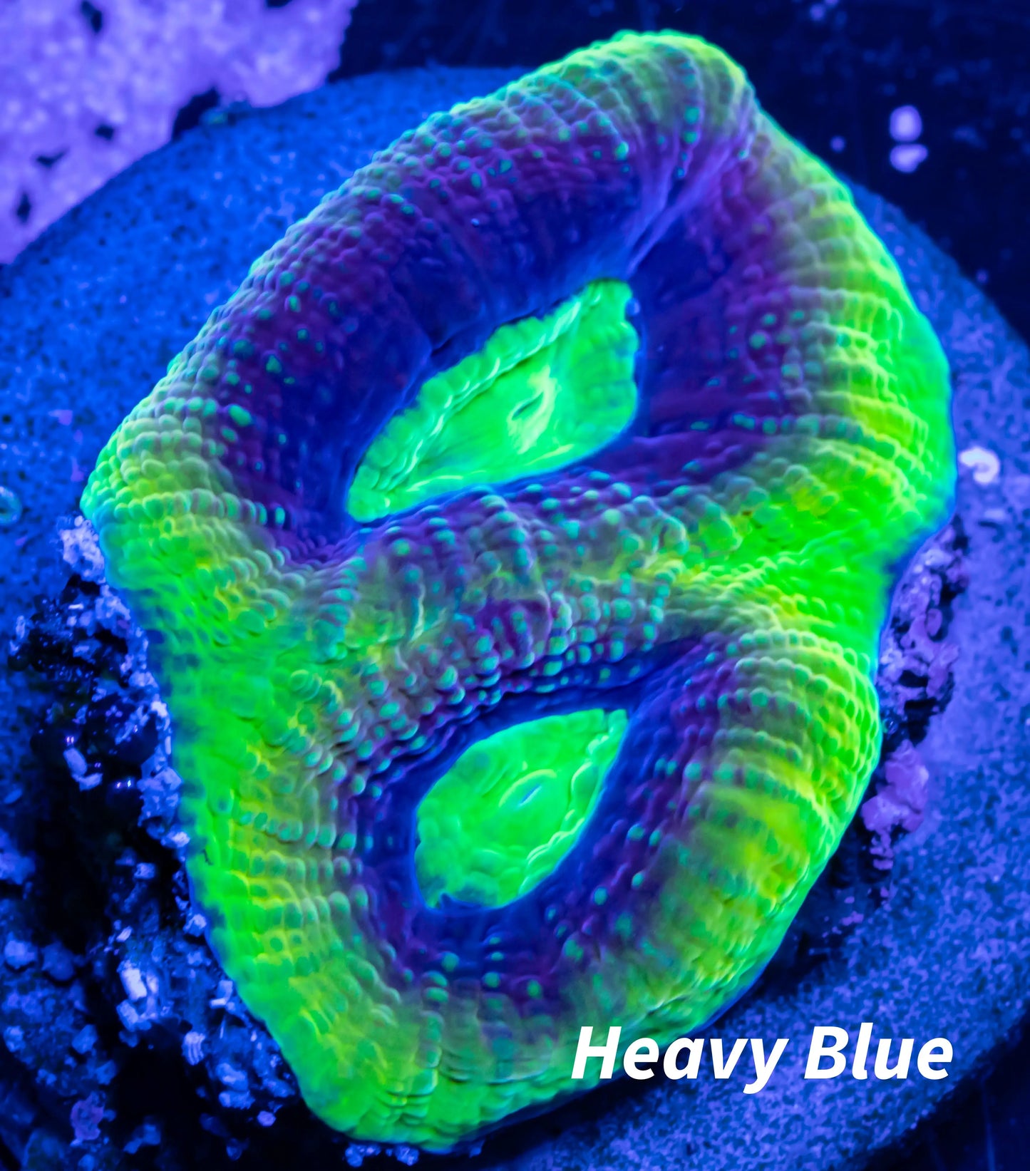 Favia Coral- LPS- Dragon Soul Favia Frag Favia Coral- LPS- Dragon Soul Favia Frag Aquarium Decor Favia Coral- LPS- Dragon Soul Favia Frag Zeo Box Reef