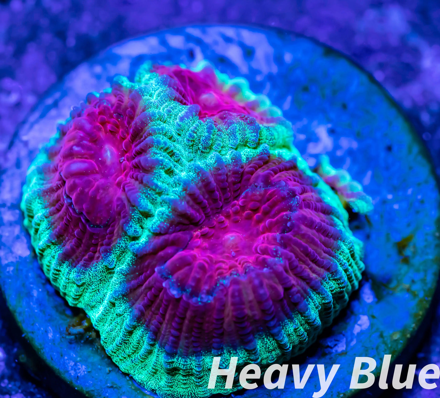 Favia Coral- LPS- Favia Frag WYSIWYG Favia Coral- LPS- Favia Frag WYSIWYG Aquarium Decor Favia Coral- LPS- Favia Frag WYSIWYG Zeo Box Reef