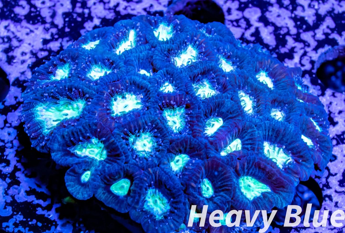 Favia Coral- LPS- Favia Frag WYSIWYG Favia Coral- LPS- Favia Frag WYSIWYG Aquarium Decor Favia Coral- LPS- Favia Frag WYSIWYG Zeo Box Reef