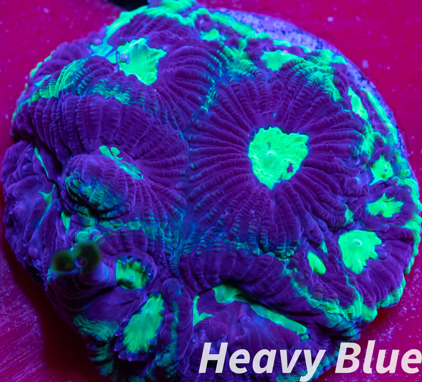 Favia Coral- LPS- Favia Frag Favia Coral- LPS- Favia Frag Aquarium Decor Favia Coral- LPS- Favia Frag Zeo Box Reef