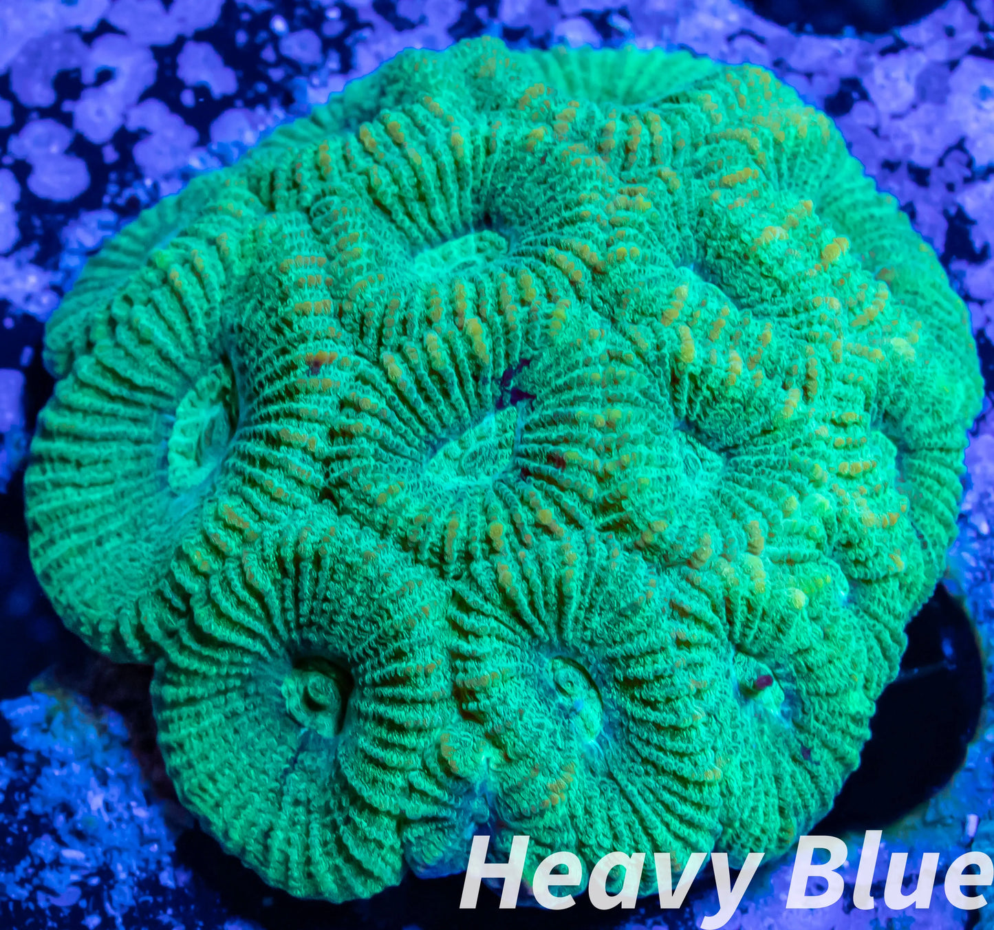 Favia Coral- LPS- Favia mini colony WYSIWYG 4cm Favia Coral- LPS- Favia mini colony WYSIWYG 4cm Aquarium Decor Favia Coral- LPS- Favia mini colony WYSIWYG 4cm Zeo Box Reef