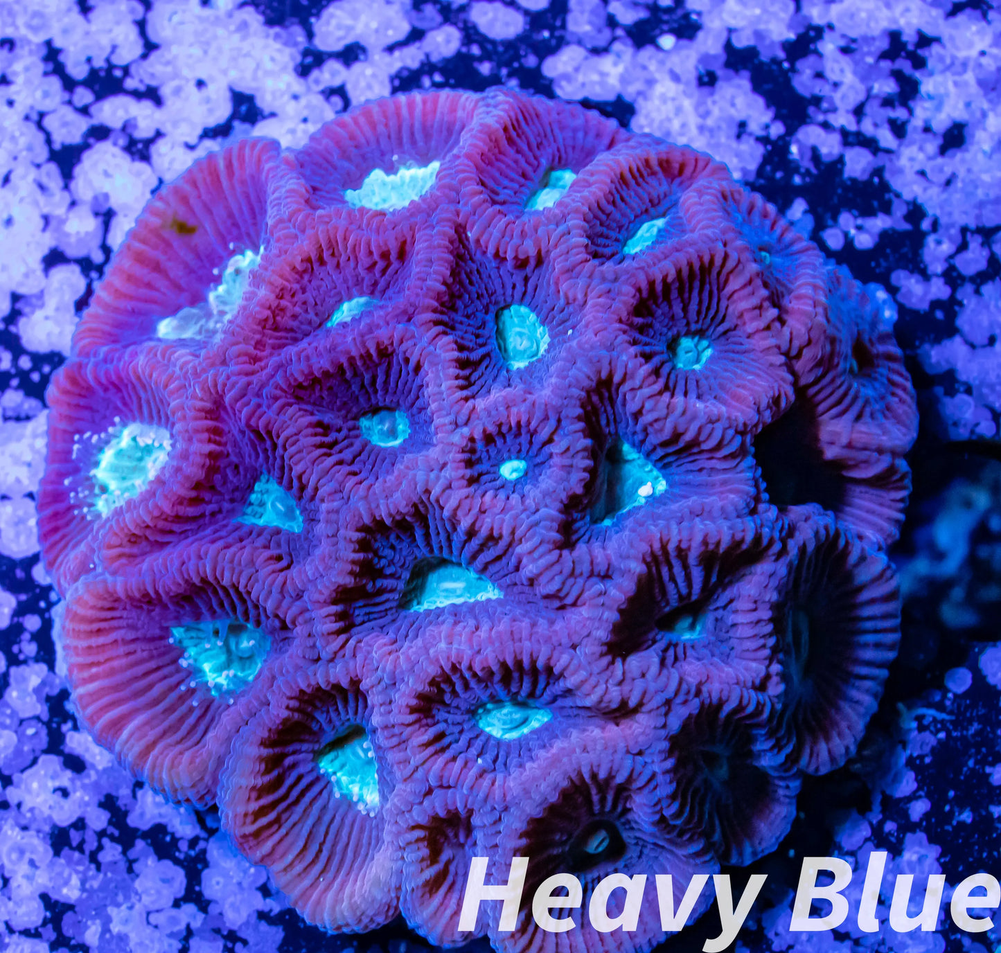 Favia Coral- LPS- Favia mini colony WYSIWYG 4cm Favia Coral- LPS- Favia mini colony WYSIWYG 4cm Aquarium Decor Favia Coral- LPS- Favia mini colony WYSIWYG 4cm Zeo Box Reef