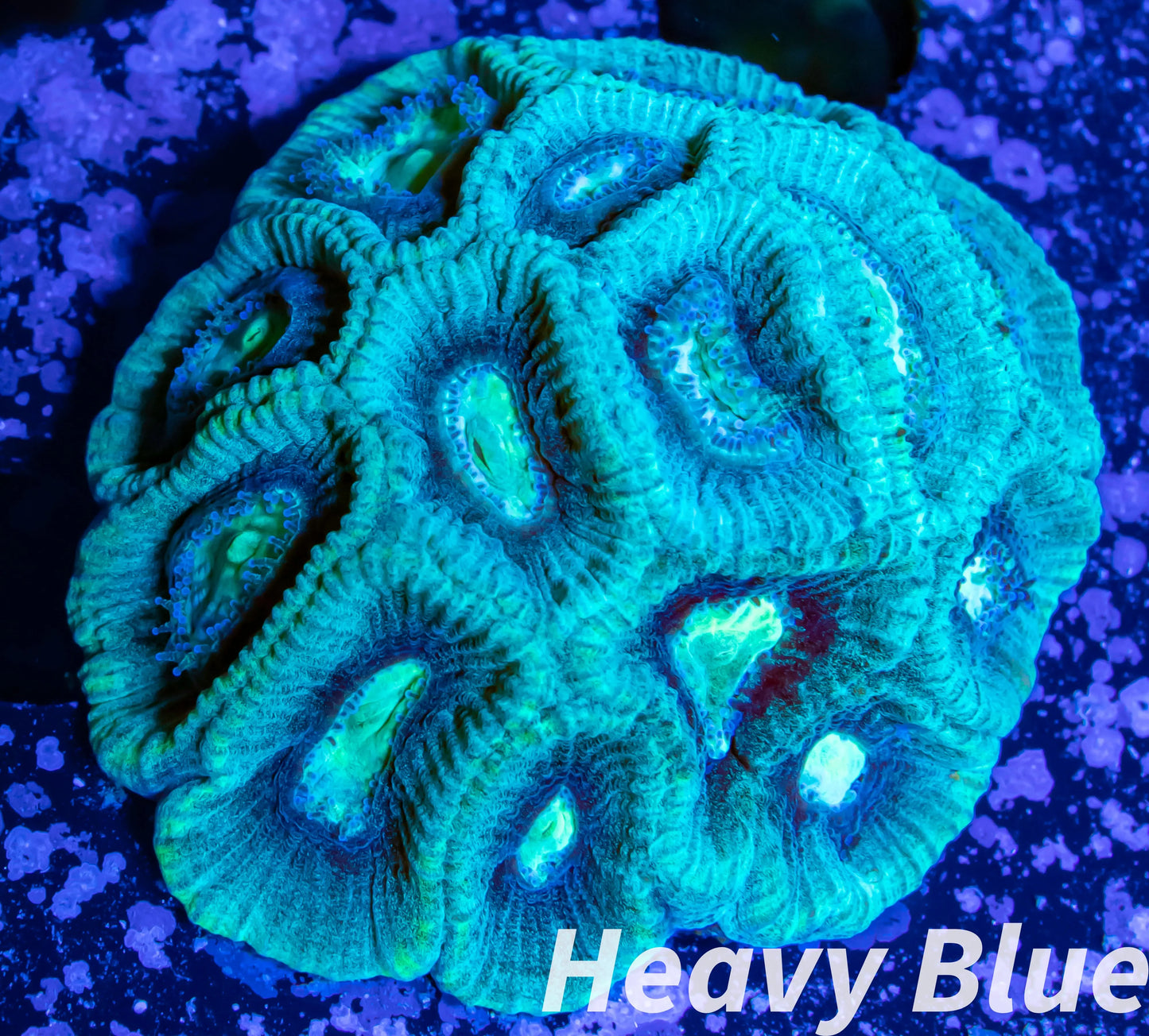 Favia Coral- LPS- Favia mini colony WYSIWYG 4cm Favia Coral- LPS- Favia mini colony WYSIWYG 4cm Aquarium Decor Favia Coral- LPS- Favia mini colony WYSIWYG 4cm Zeo Box Reef