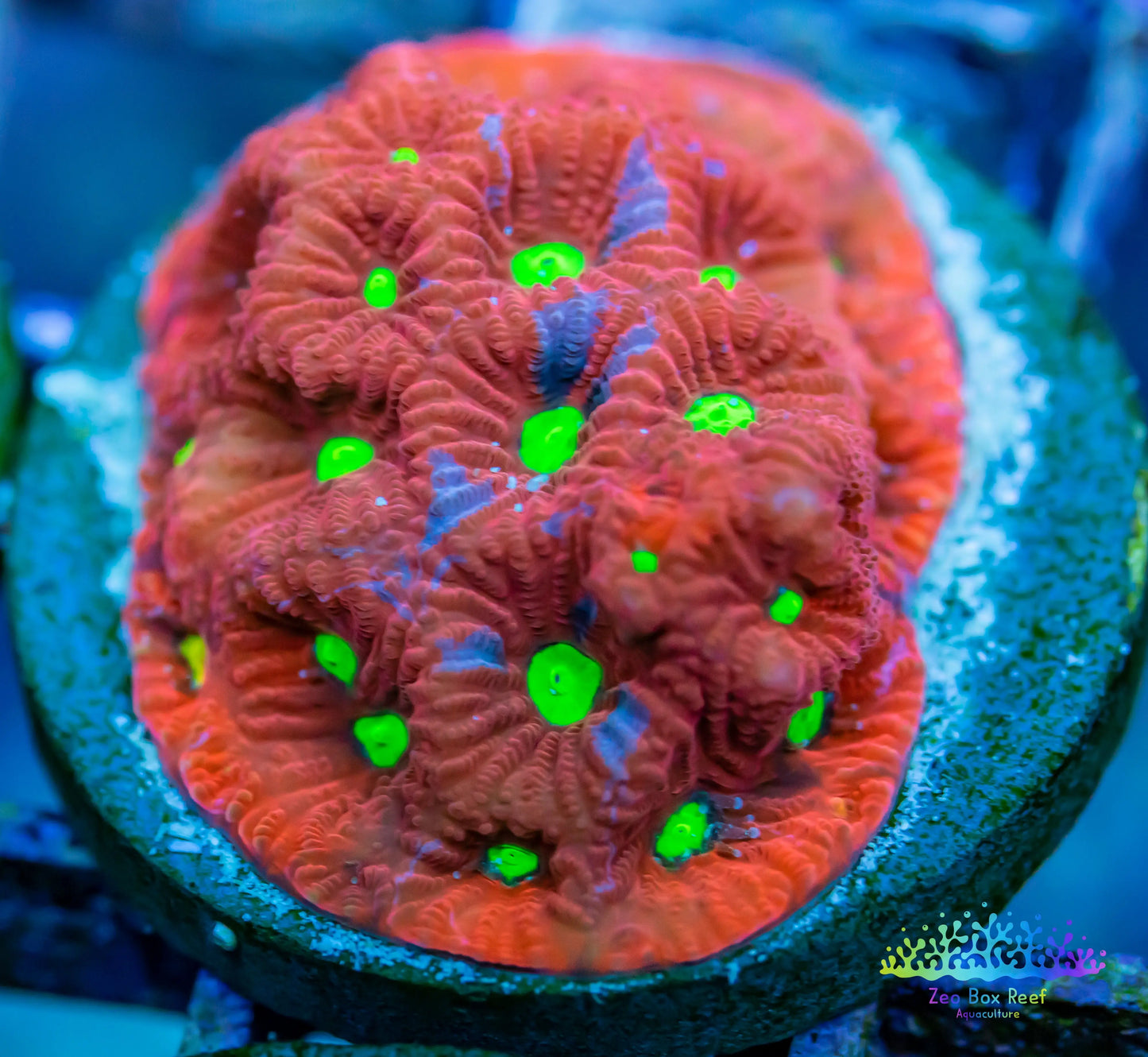Favites Coral- LPS- Frag WYSIWYG Favites Coral- LPS- Frag WYSIWYG Favites Coral- LPS- Frag WYSIWYG Zeo Box Reef