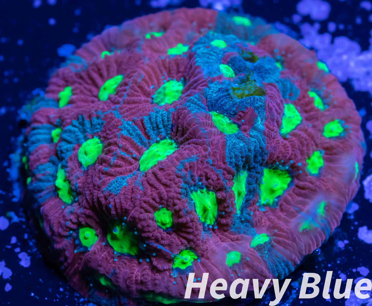 Favites Coral- LPS- Frag WYSIWYG Favites Coral- LPS- Frag WYSIWYG Home & Garden Favites Coral- LPS- Frag WYSIWYG Zeo Box Reef