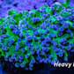 Frogspawn Coral - Blue Tip Toxic Green Stem FrogSpawn Coral WYSIWYG 4cm Frogspawn Coral - Blue Tip Toxic Green Stem FrogSpawn Coral WYSIWYG 4cm LPS Frogspawn Coral - Blue Tip Toxic Green Stem FrogSpawn Coral WYSIWYG 4cm Zeo Box Reef