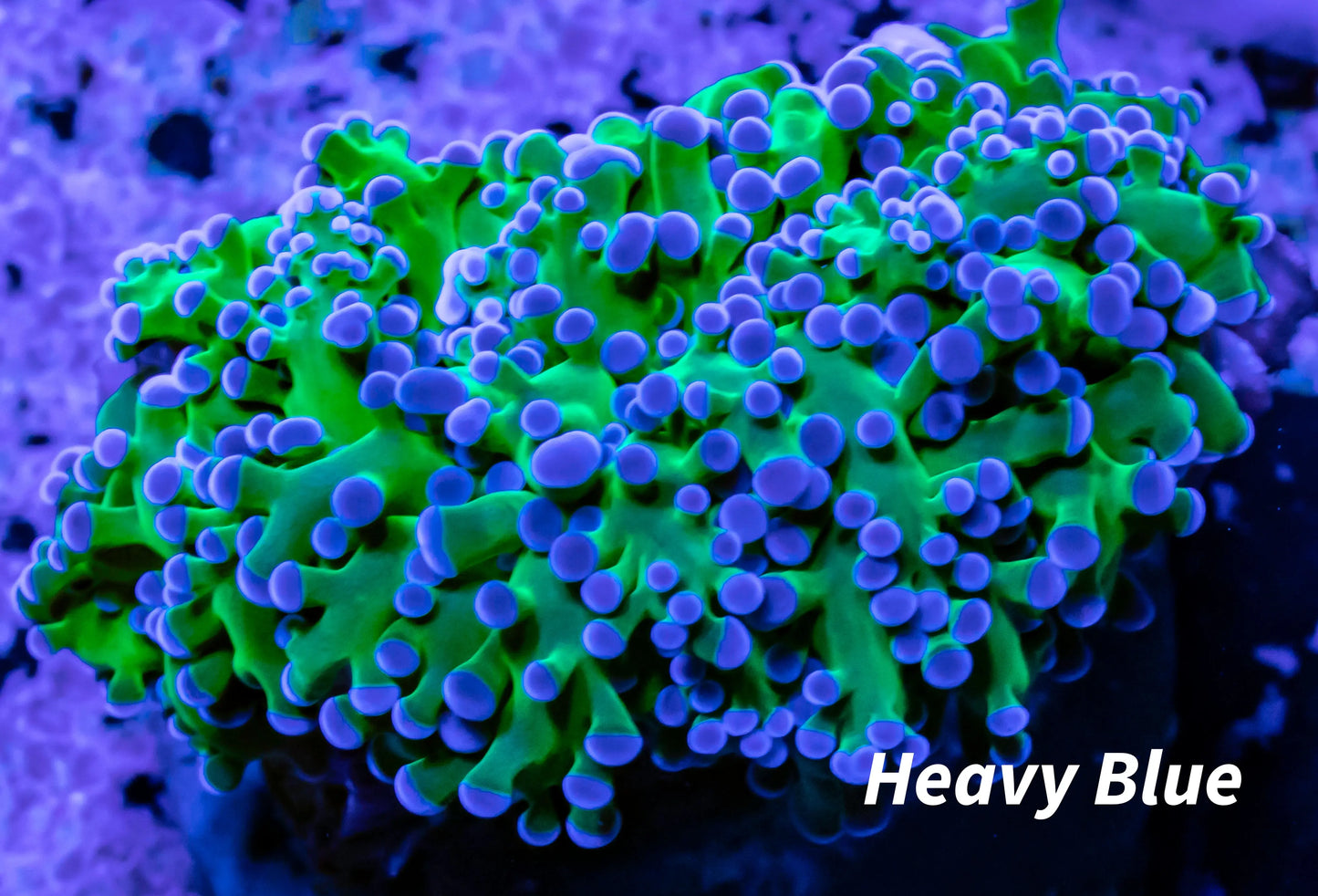 Frogspawn Coral - Blue Tip Toxic Green Stem FrogSpawn Coral WYSIWYG 4cm Frogspawn Coral - Blue Tip Toxic Green Stem FrogSpawn Coral WYSIWYG 4cm LPS Frogspawn Coral - Blue Tip Toxic Green Stem FrogSpawn Coral WYSIWYG 4cm Zeo Box Reef