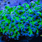 Frogspawn Coral - Blue Tip Toxic Green Stem FrogSpawn Coral WYSIWYG 4cm Frogspawn Coral - Blue Tip Toxic Green Stem FrogSpawn Coral WYSIWYG 4cm LPS Frogspawn Coral - Blue Tip Toxic Green Stem FrogSpawn Coral WYSIWYG 4cm Zeo Box Reef