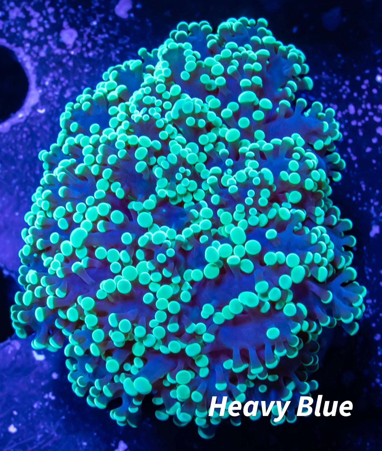 Frogspawn Coral - Mint Green FrogSpawn Coral WYSIWYG 5cm Frogspawn Coral - Mint Green FrogSpawn Coral WYSIWYG 5cm LPS Frogspawn Coral - Mint Green FrogSpawn Coral WYSIWYG 5cm Zeo Box Reef