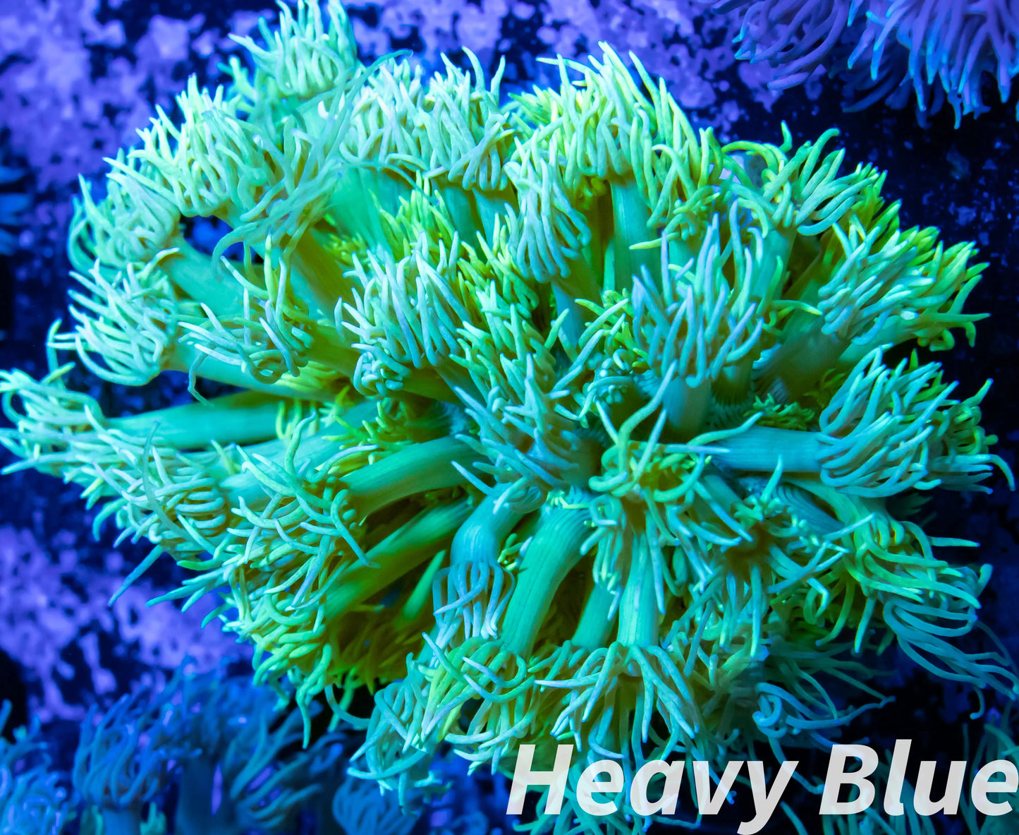 Goniopera Coral - LPS - Mini colony - 4cm WYSIWYG Goniopera Coral - LPS - Mini colony - 4cm WYSIWYG Animals & Pet Supplies Goniopera Coral - LPS - Mini colony - 4cm WYSIWYG Zeo Box Reef