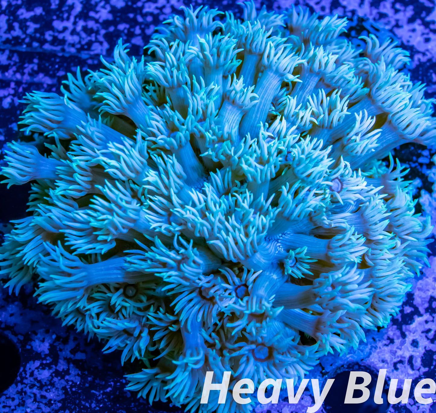 Goniopera Coral - LPS - Mini colony - 4cm WYSIWYG Goniopera Coral - LPS - Mini colony - 4cm WYSIWYG Animals & Pet Supplies Goniopera Coral - LPS - Mini colony - 4cm WYSIWYG Zeo Box Reef