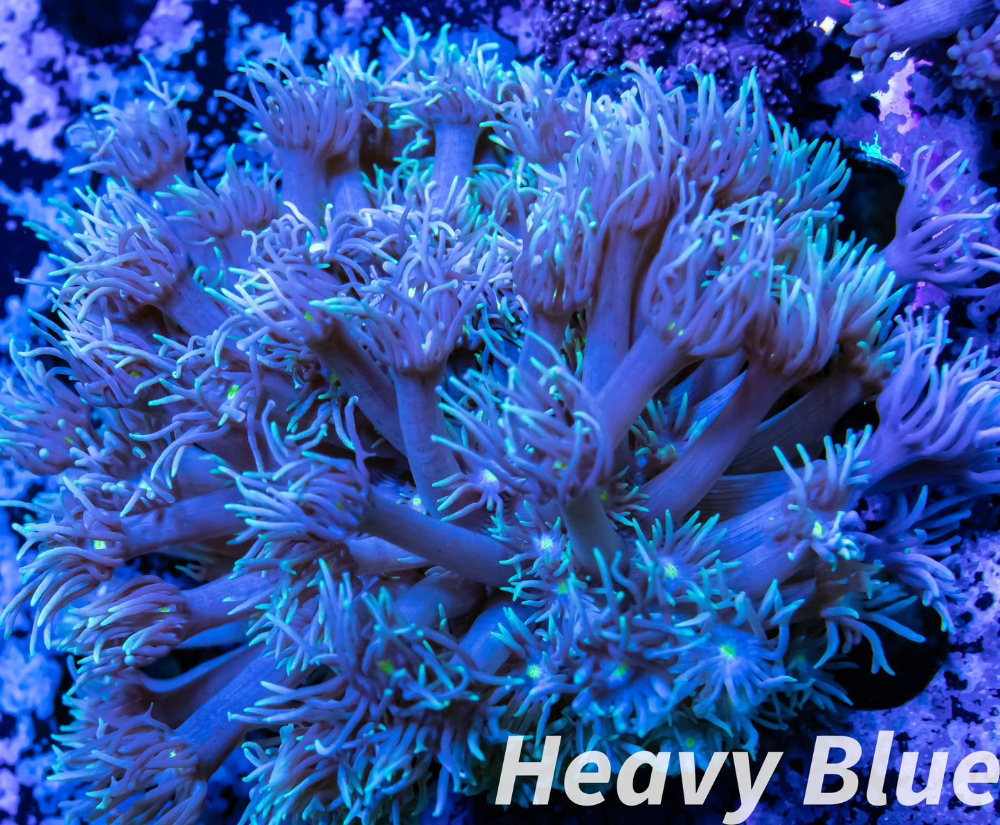 Goniopera Coral - LPS - Mini colony - 5cm WYSIWYG Goniopera Coral - LPS - Mini colony - 5cm WYSIWYG Animals & Pet Supplies Goniopera Coral - LPS - Mini colony - 5cm WYSIWYG Zeo Box Reef