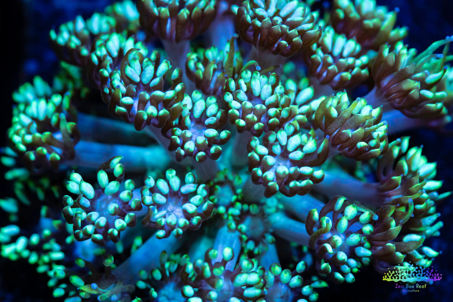 Goniopera Coral - LPS - Goni Frag Goniopera Coral - LPS - Goni Frag Animals & Pet Supplies Goniopera Coral - LPS - Goni Frag Zeo Box Reef