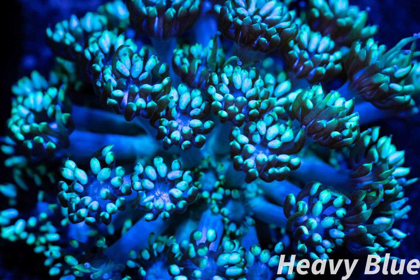 Goniopera Coral - LPS - Goni Frag Goniopera Coral - LPS - Goni Frag Animals & Pet Supplies Goniopera Coral - LPS - Goni Frag Zeo Box Reef