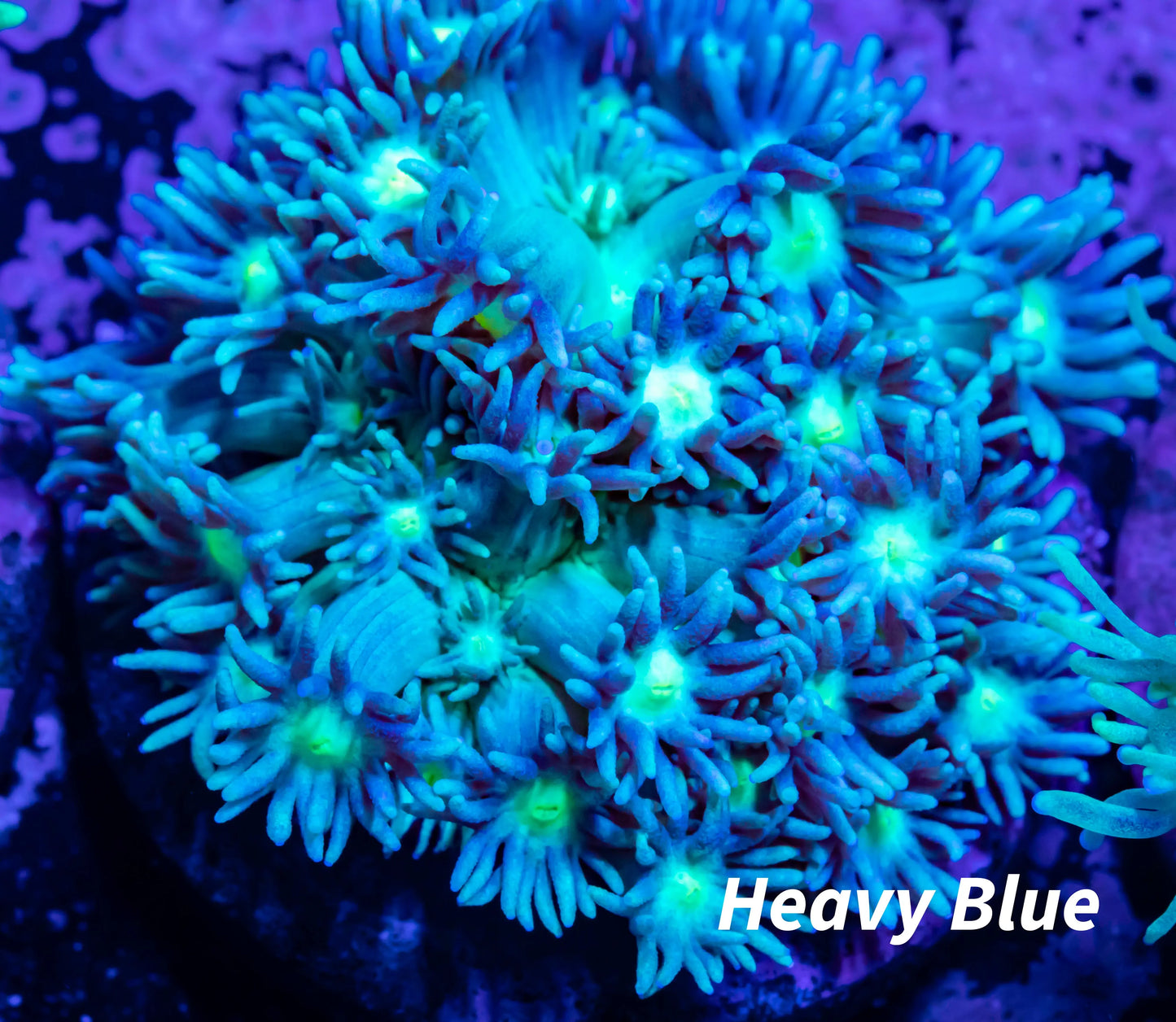 Goniopora Coral -Frag- WYSIWYG Goniopora Coral -Frag- WYSIWYG Animals & Pet Supplies Goniopora Coral -Frag- WYSIWYG Zeo Box Reef