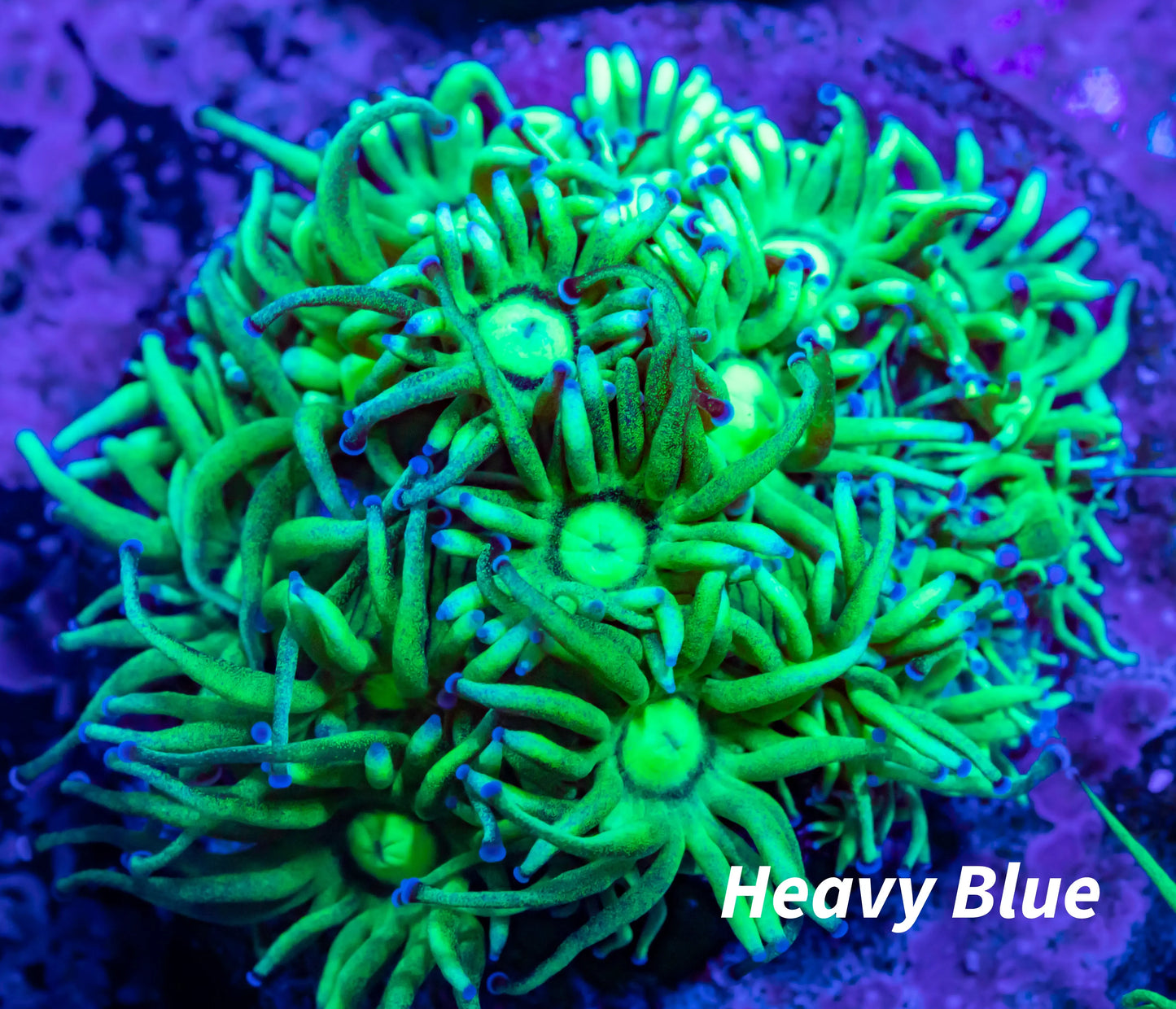 Goniopora Coral -Frag- WYSIWYG Goniopora Coral -Frag- WYSIWYG Animals & Pet Supplies Goniopora Coral -Frag- WYSIWYG Zeo Box Reef